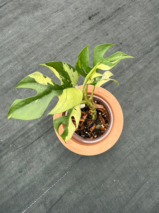 Rhaphidophora Tetrasperma Variegated