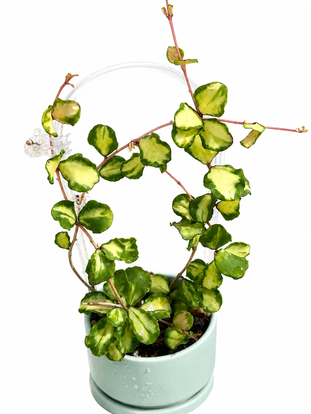 Hoya Kanyakumarian Variegated unrooted cutting (grower’s choice, 1 node, 2 leaves)