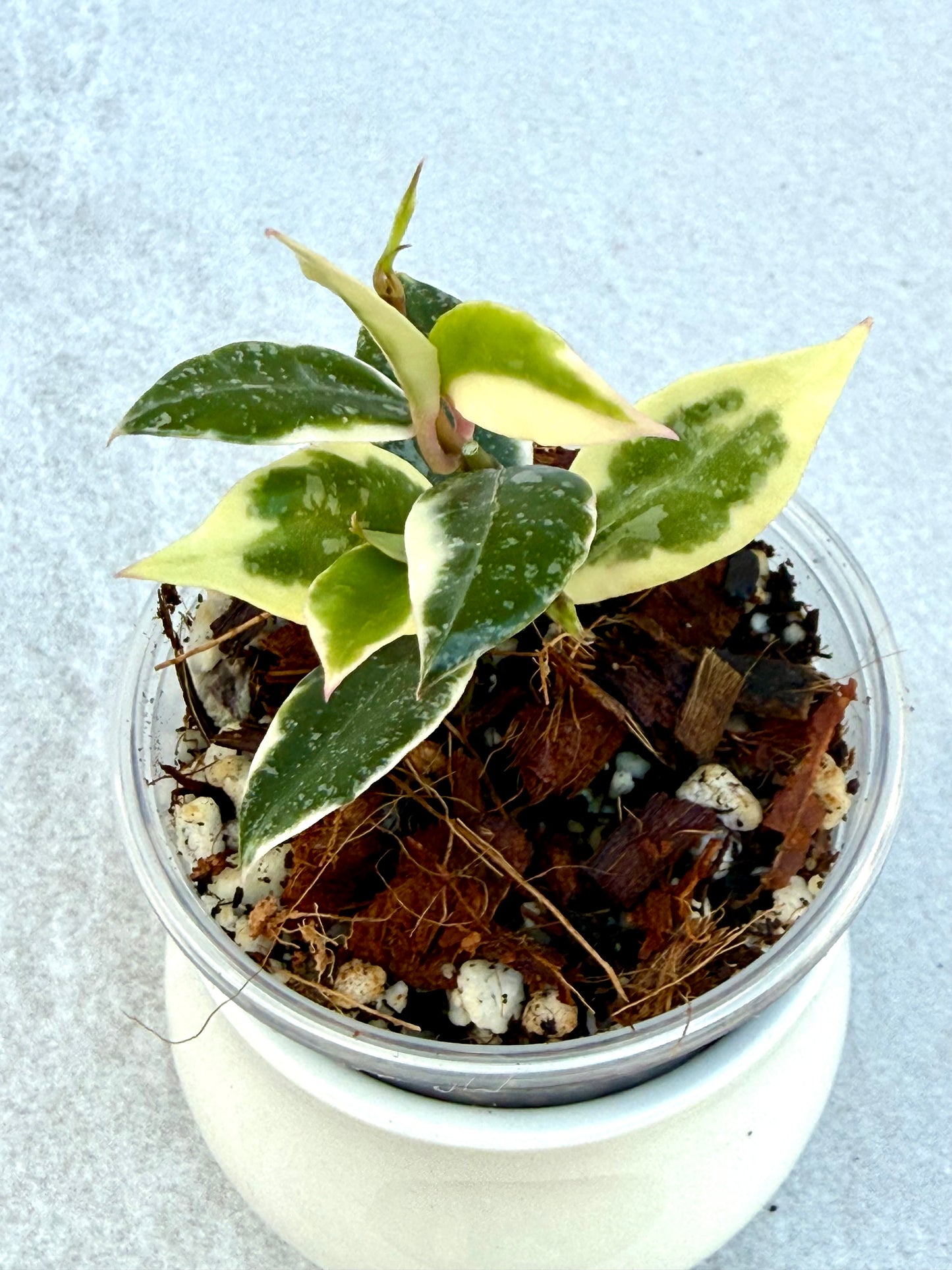 RARE Hoya Lacunosa Princess Lumina