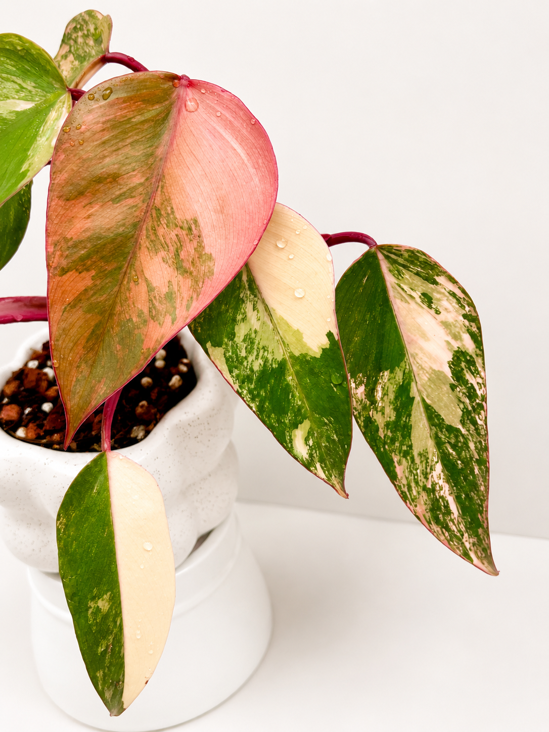 Philodendron Strawberry Shake