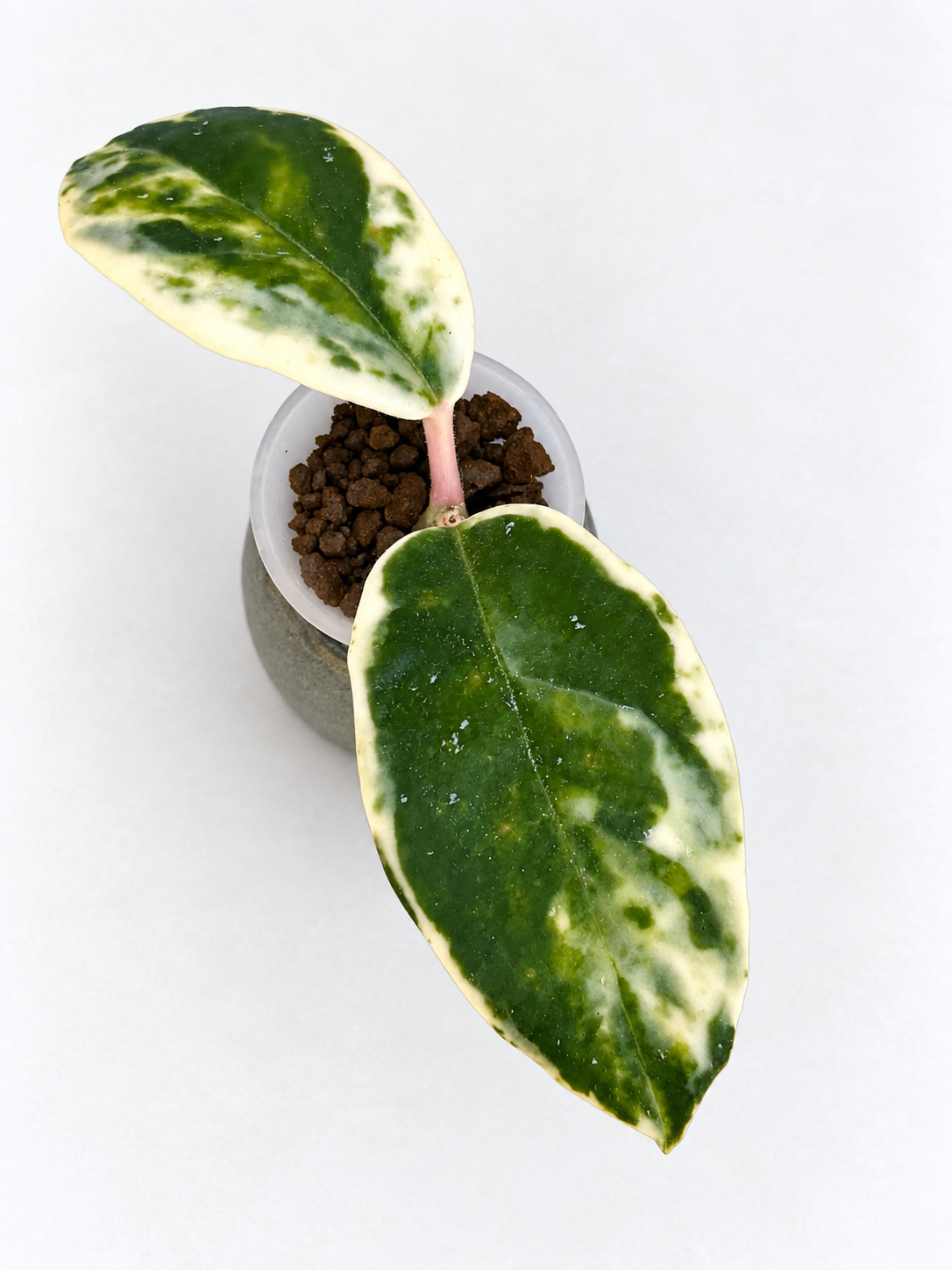 Rare Hoya Rooted Combo – Argentea Picta & Madara Snow Angel