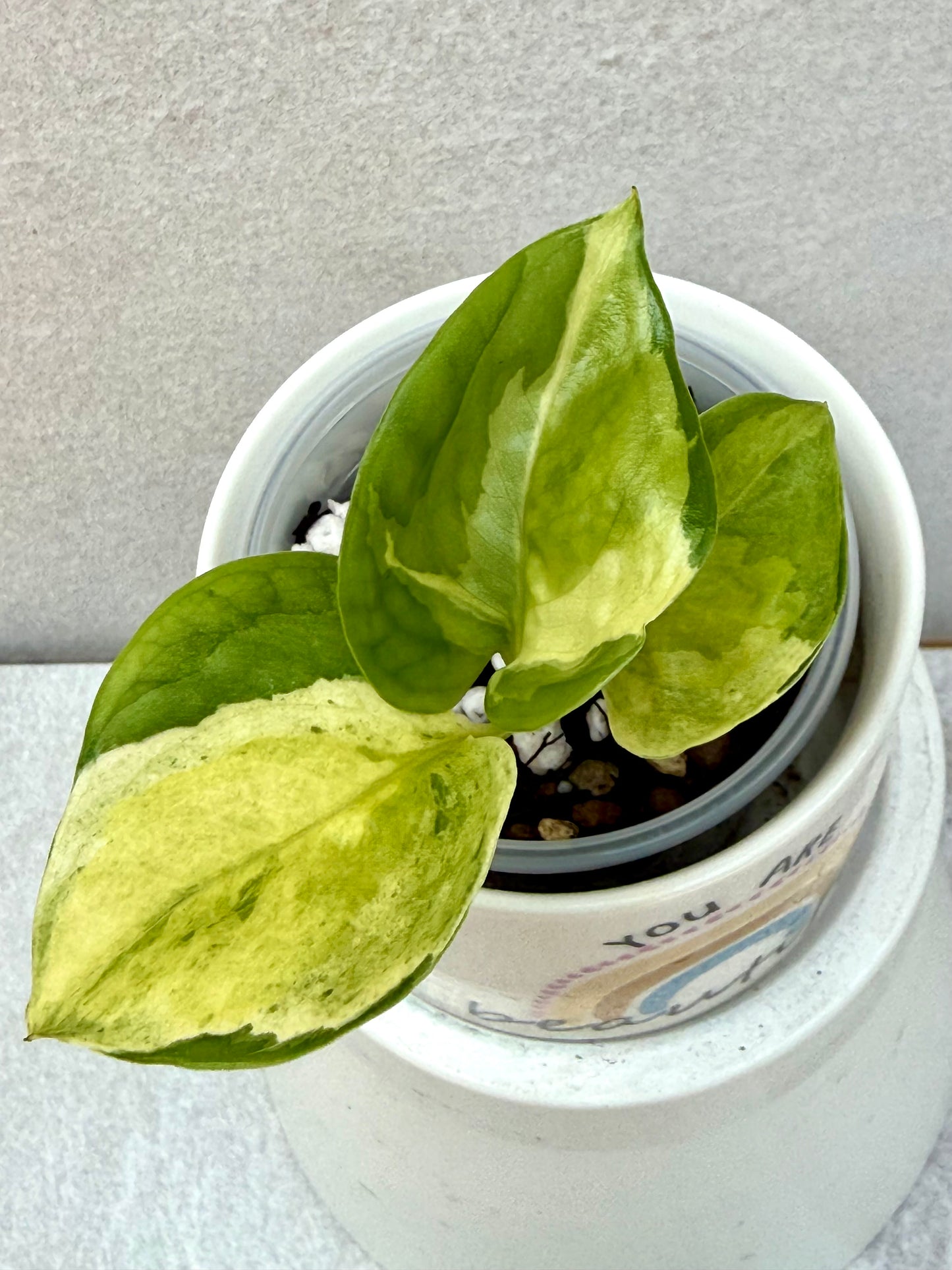 Japanese Global Pothos
