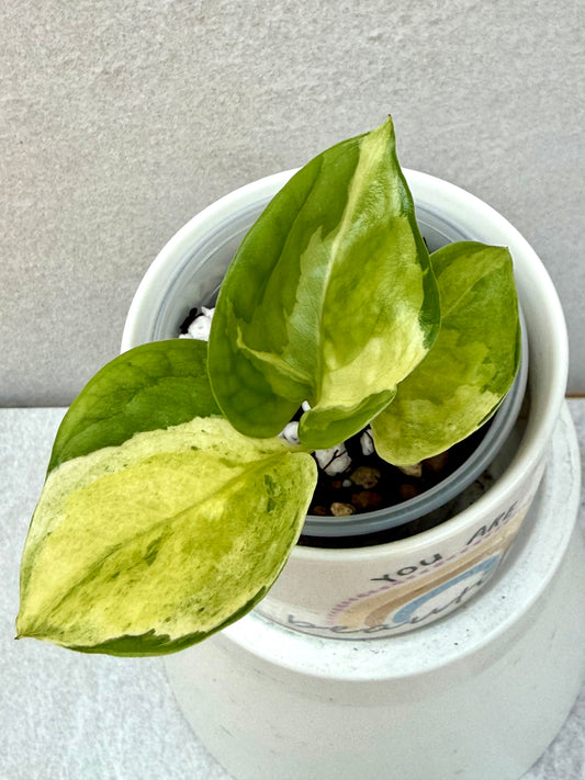 Japanese Global Pothos