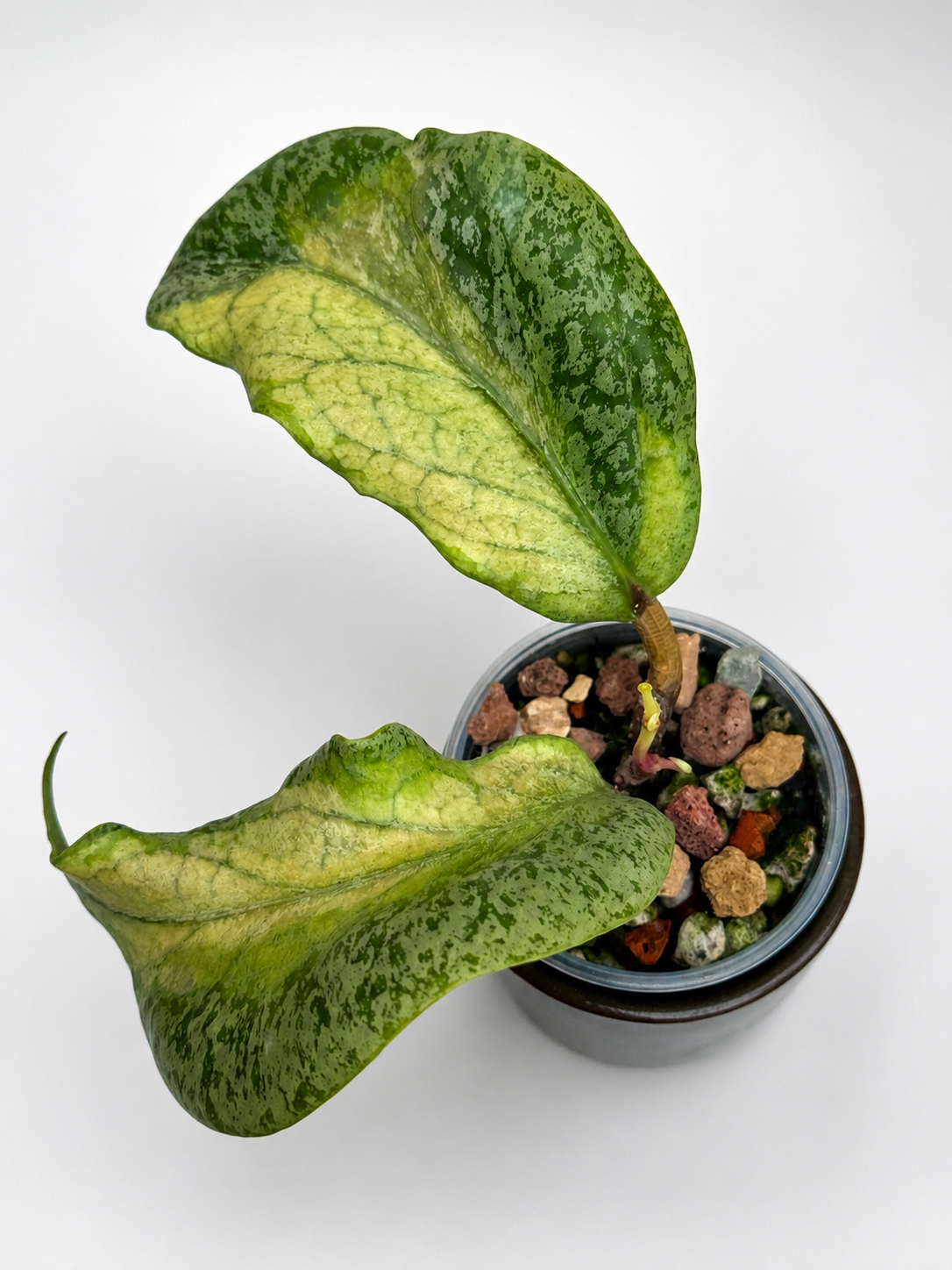 Hoya Autumn Guava Variegated | Rare Rooted Variegated Hoya