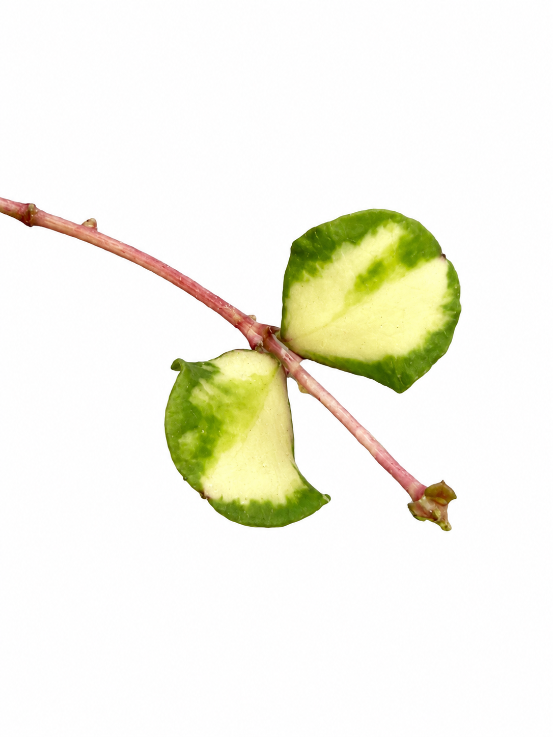 Hoya Kanyakumarian Variegated unrooted cutting (grower’s choice, 1 node, 2 leaves)