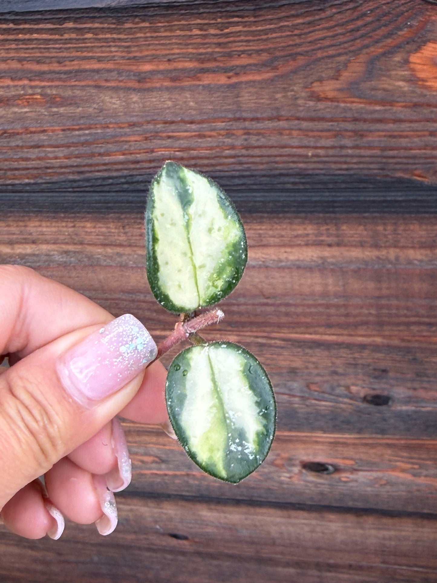 Hoya Mathilde  Variegated Unrooted Cutting ( 1 node-2 leaves grower’s choice)