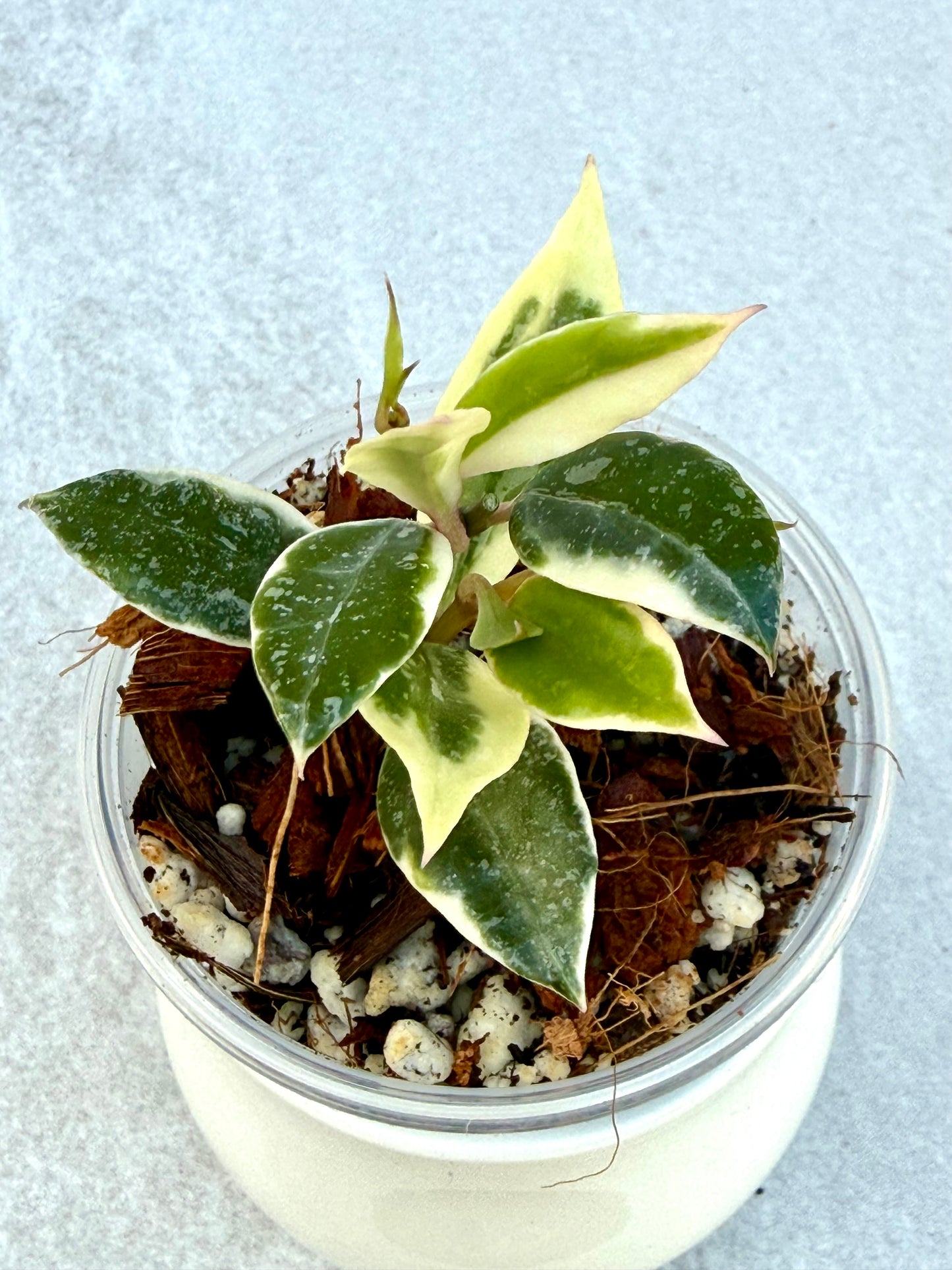 RARE Hoya Lacunosa Princess Lumina