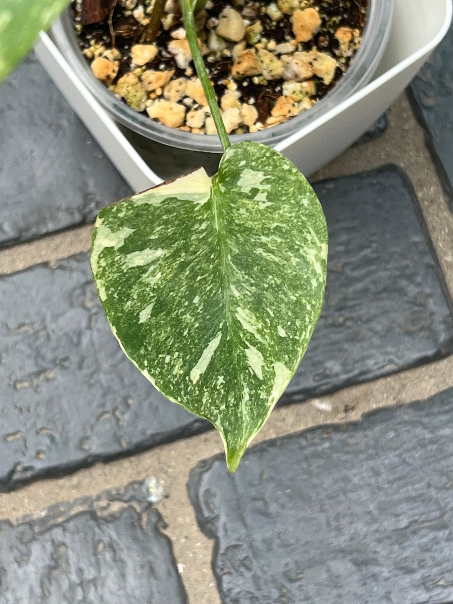 Monstera Thai Constellation ‘Platinum’