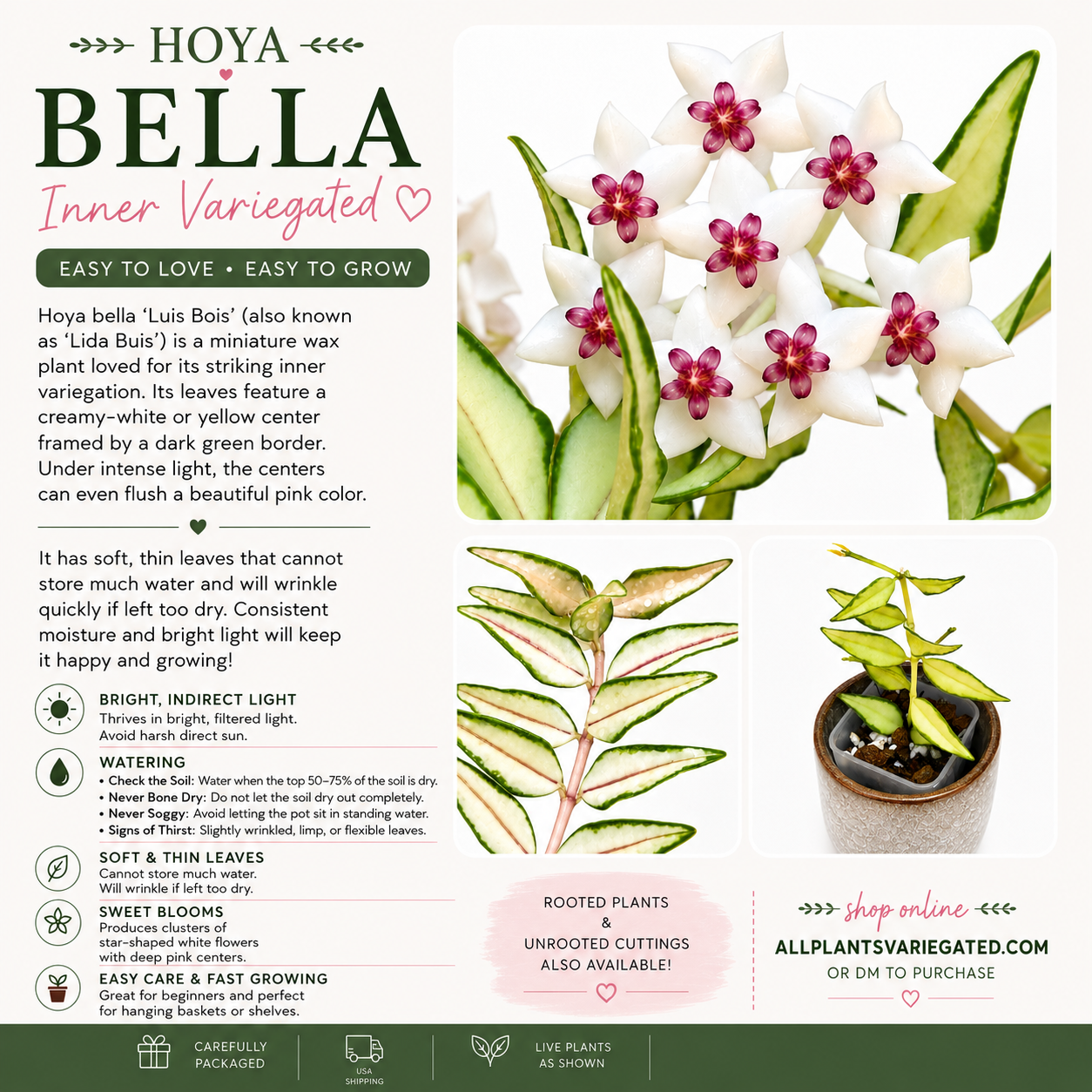 Hoya Bella Inner Variegated (grower’s choice)