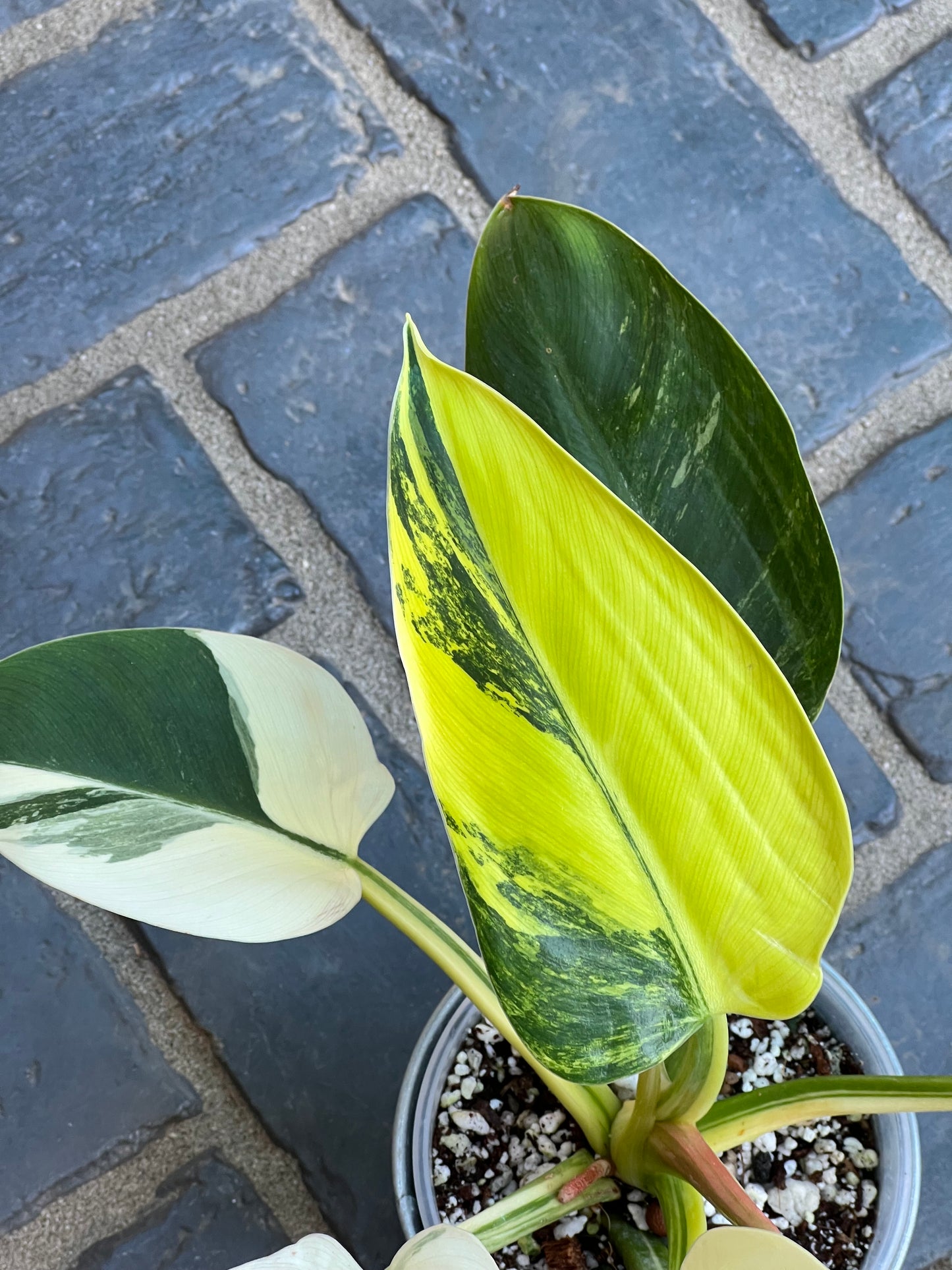 Philodendron Green Congo