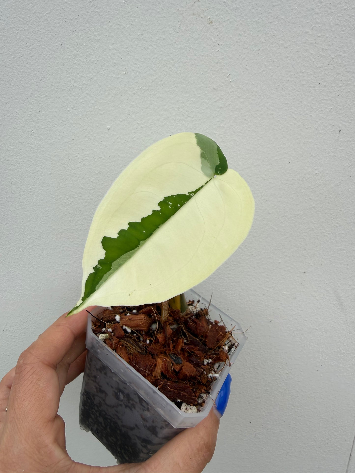 Syngonium Chiapense Variegated