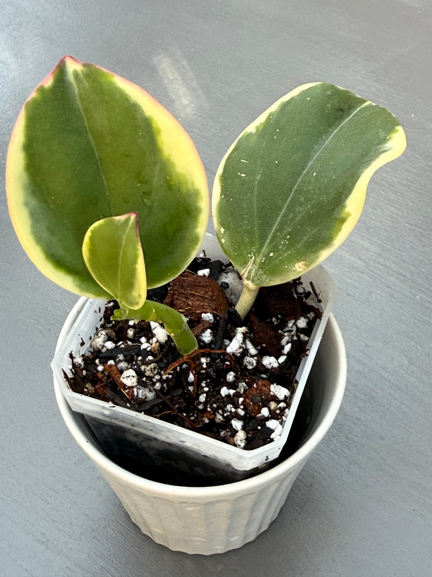 Hoya Pachyclada Variegated