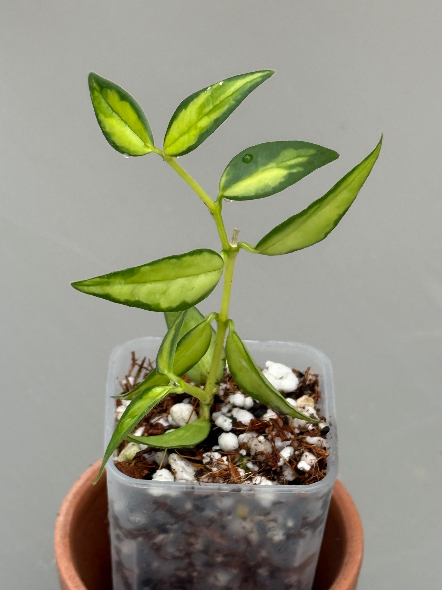 Hoya Bella Inner Variegated (grower’s choice)