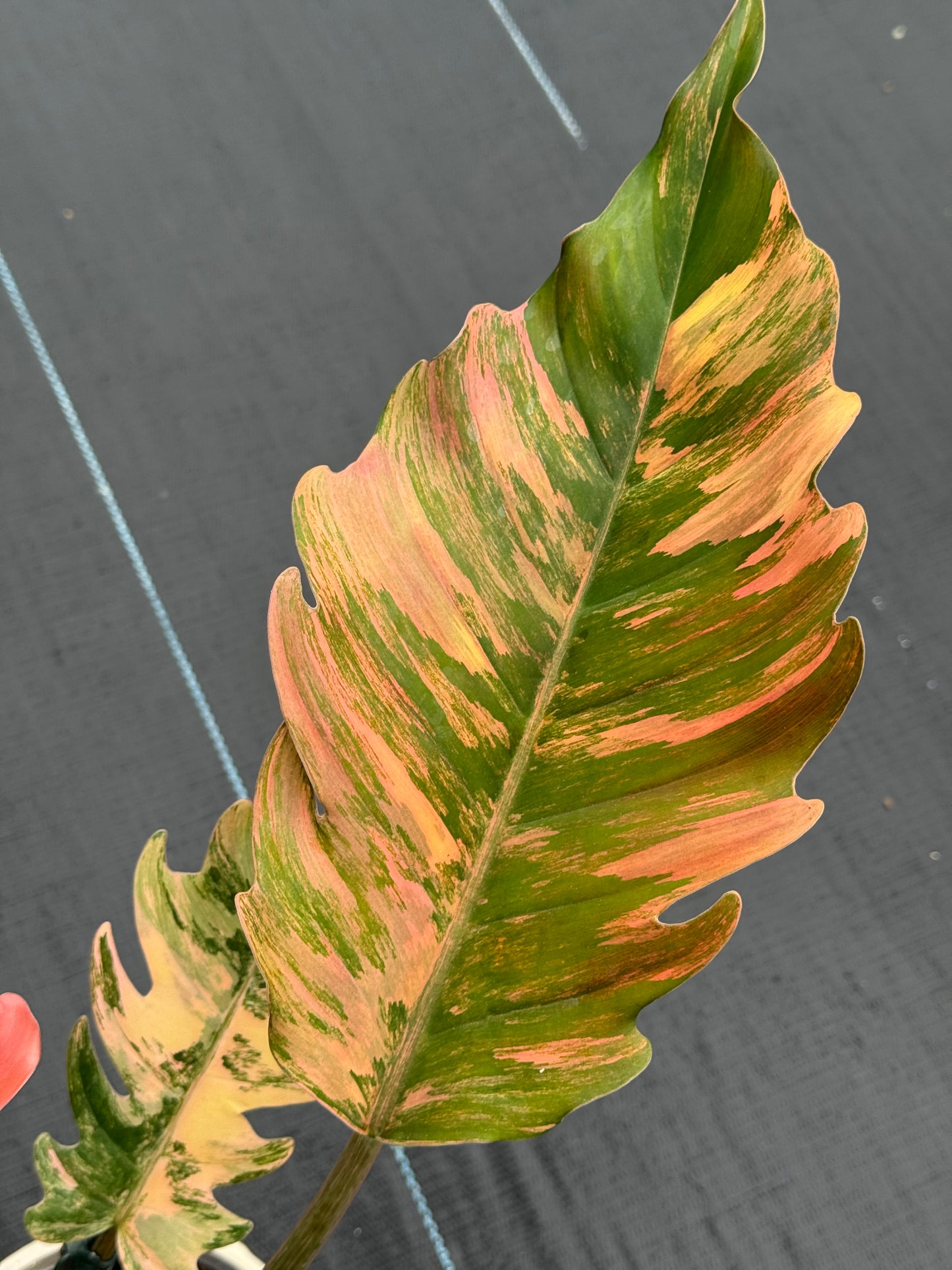 Philodendron Caramel Marble
