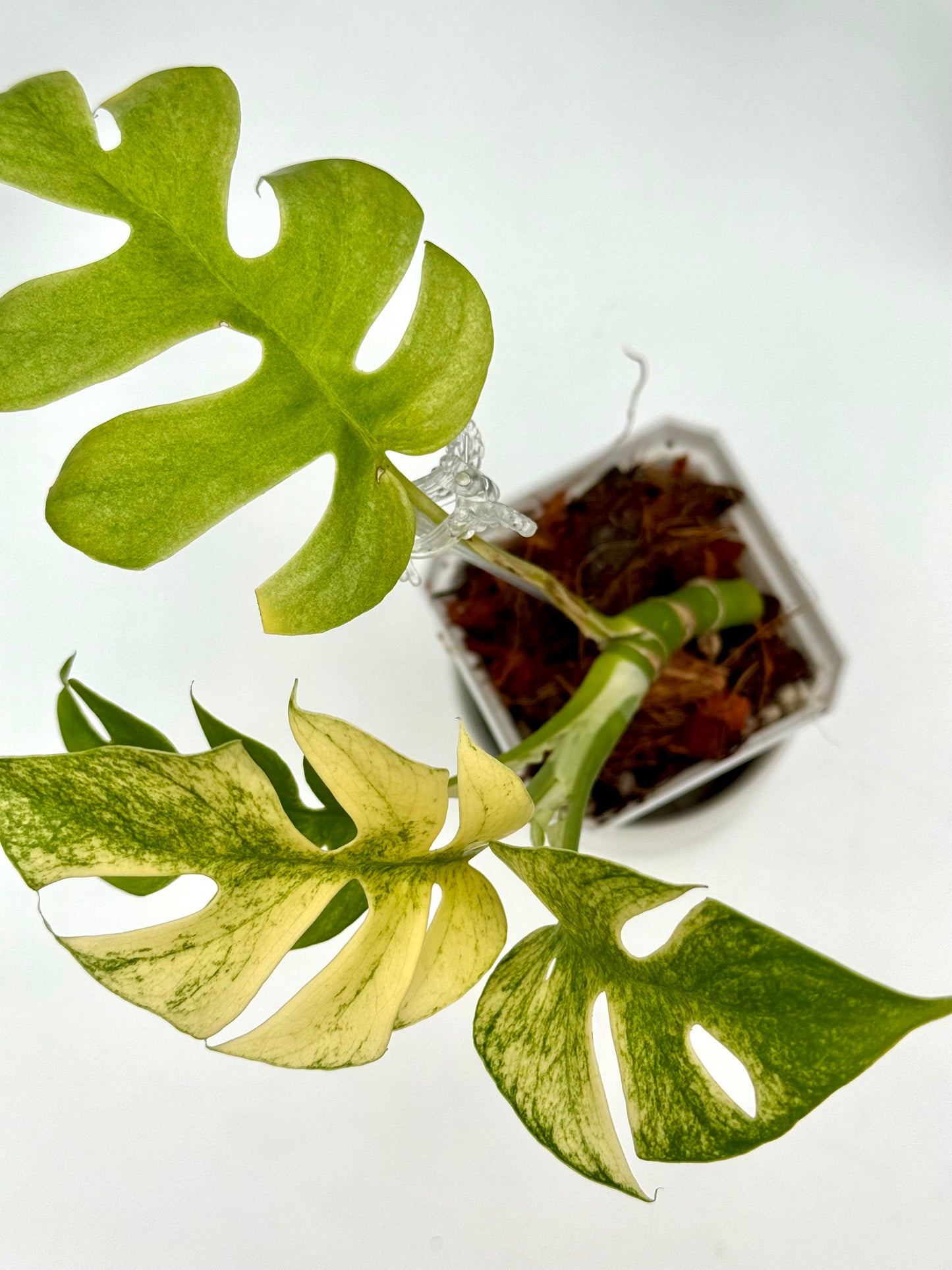 Rhaphidophora Tetrasperma White Monster