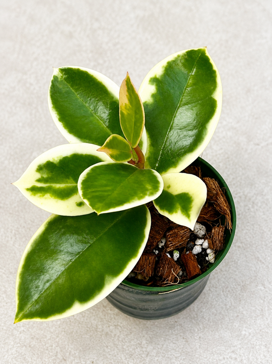 Hoya Carnosa Madara Snow Angel | Rooted Rare Variegated Hoya
