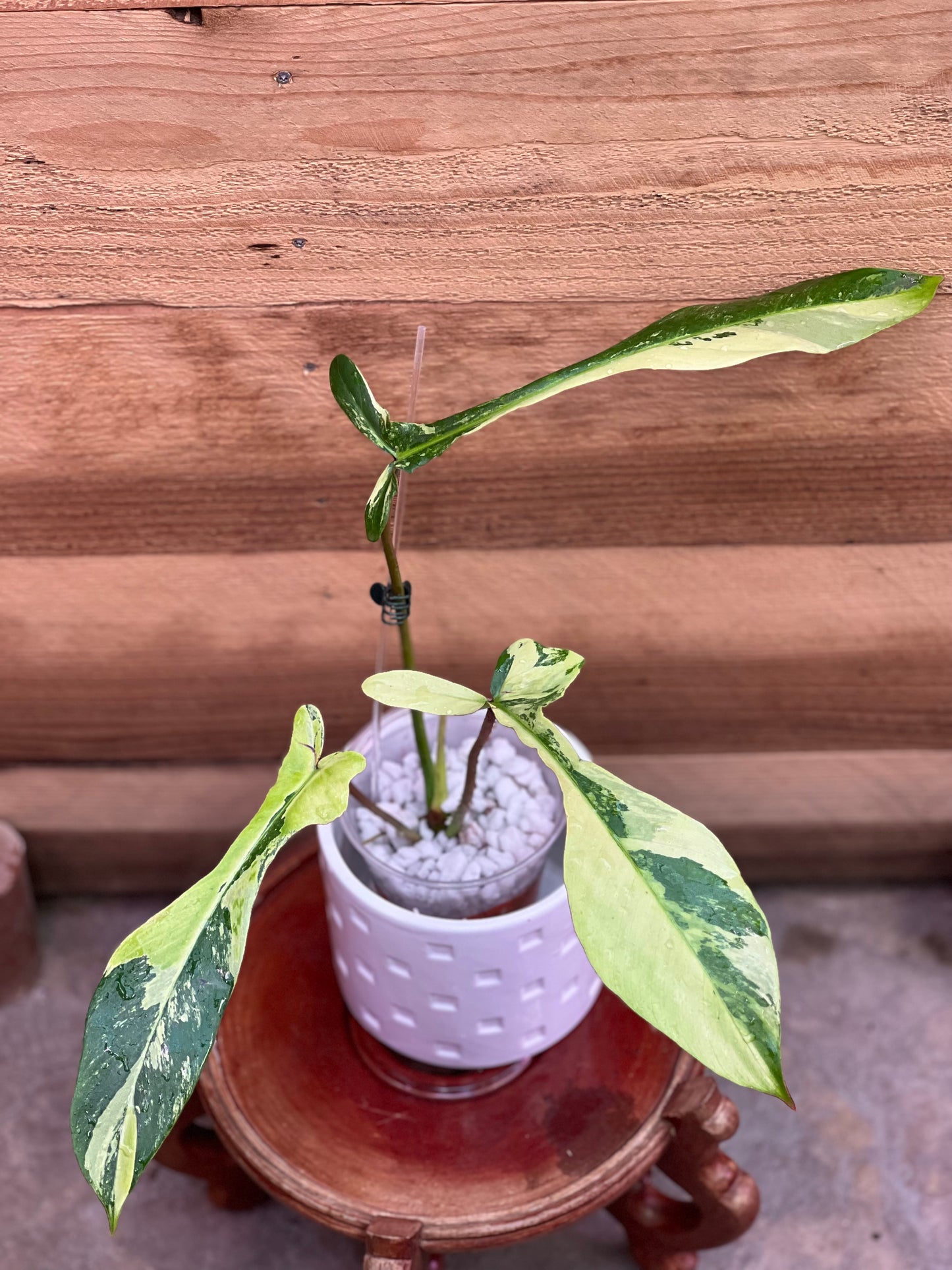 Philodendron Joepii Variegated