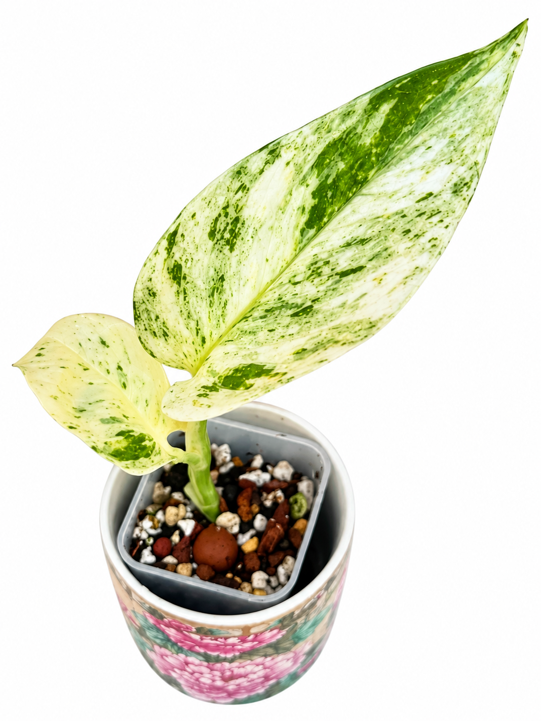 Rare White Sport Golden AKA "Scrambled Egg Epipremnum Aureum"