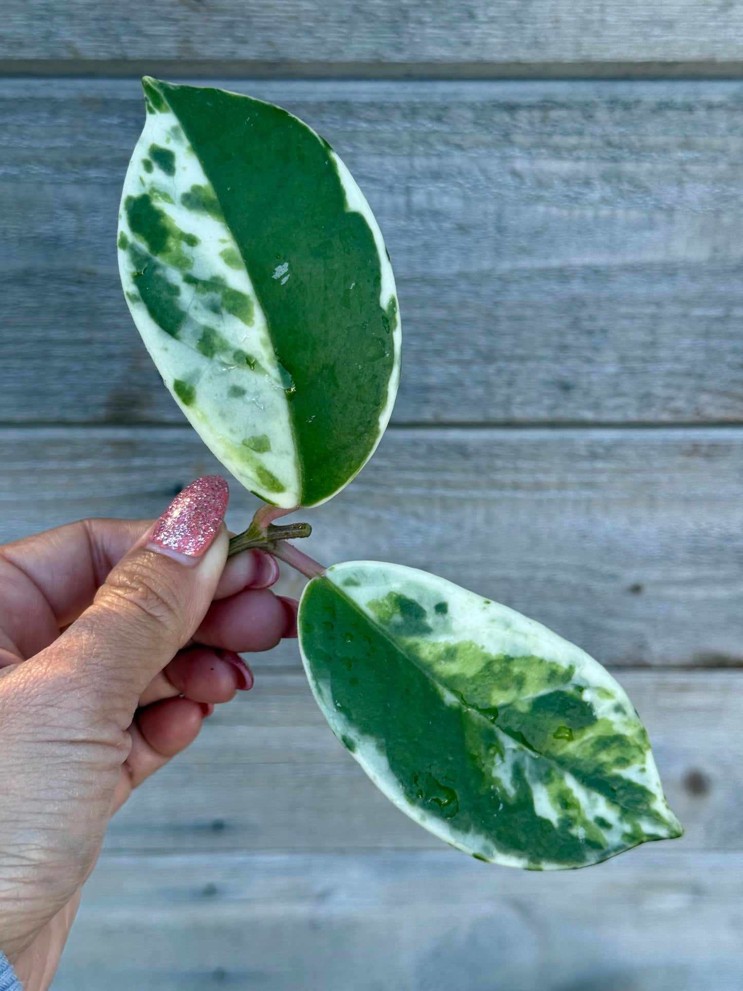 Hoya Madara Snow Angel unrooted cutting (1 node, 2 leaves - grower’s choice)