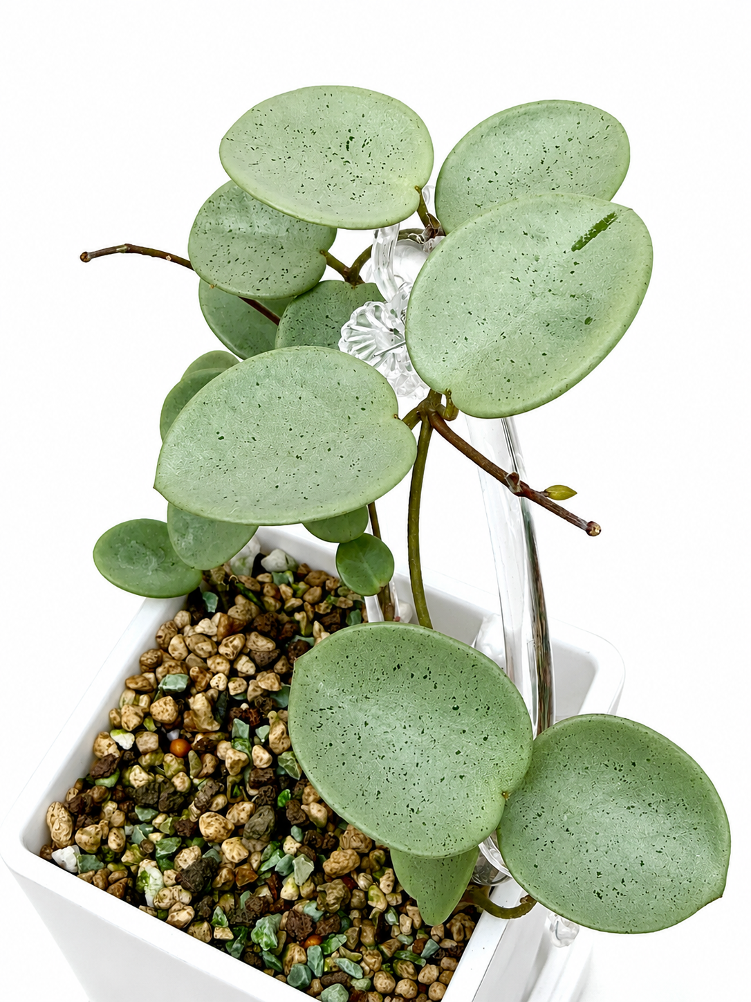 Hoya Grey Fairy unrooted cutting (1 node, 2 leaves - grower’s choice)