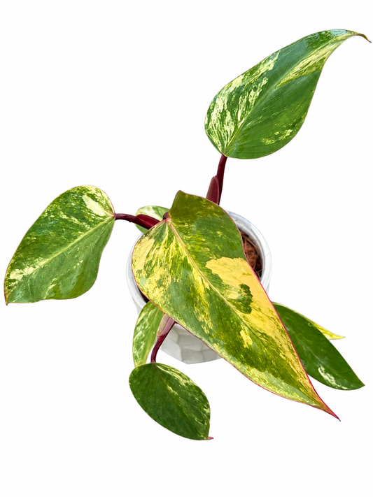 Philodendron Strawberry Shake