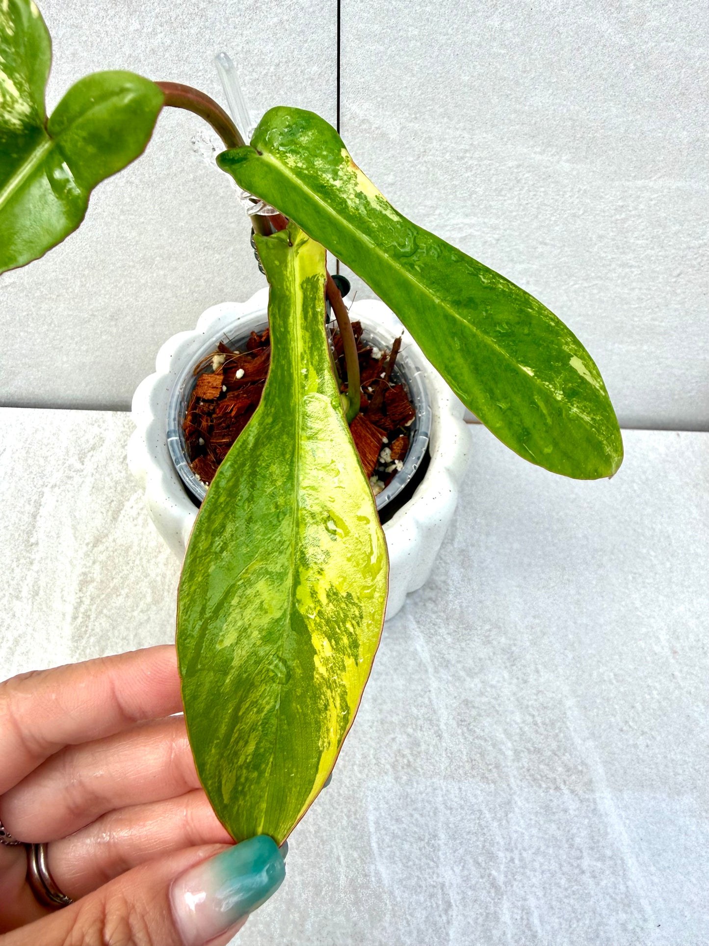 Philodendron Joepii Variegated