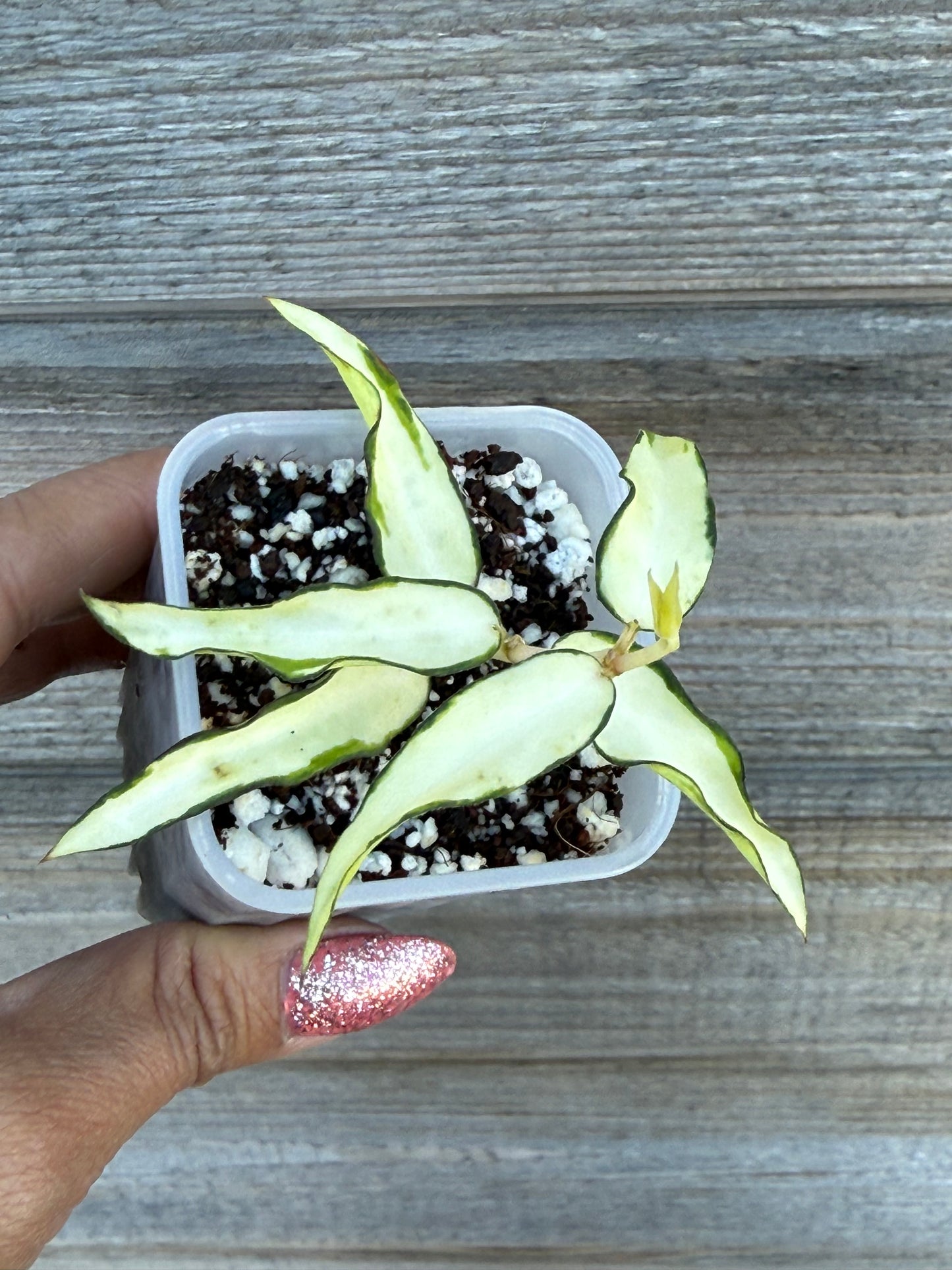 RARE Hoya Burmanica Variegated