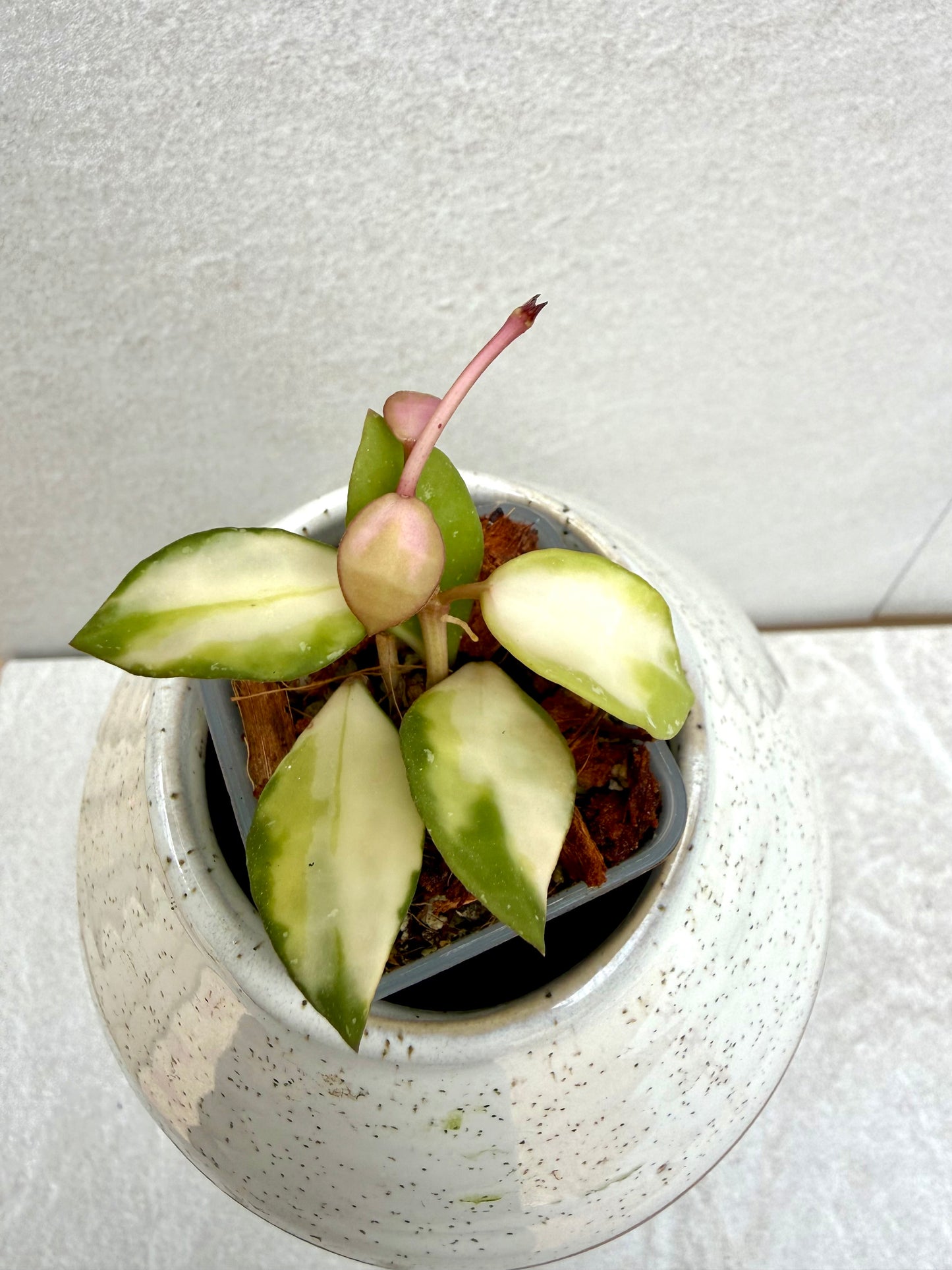 Hoya Lacunosa Minara Variegated