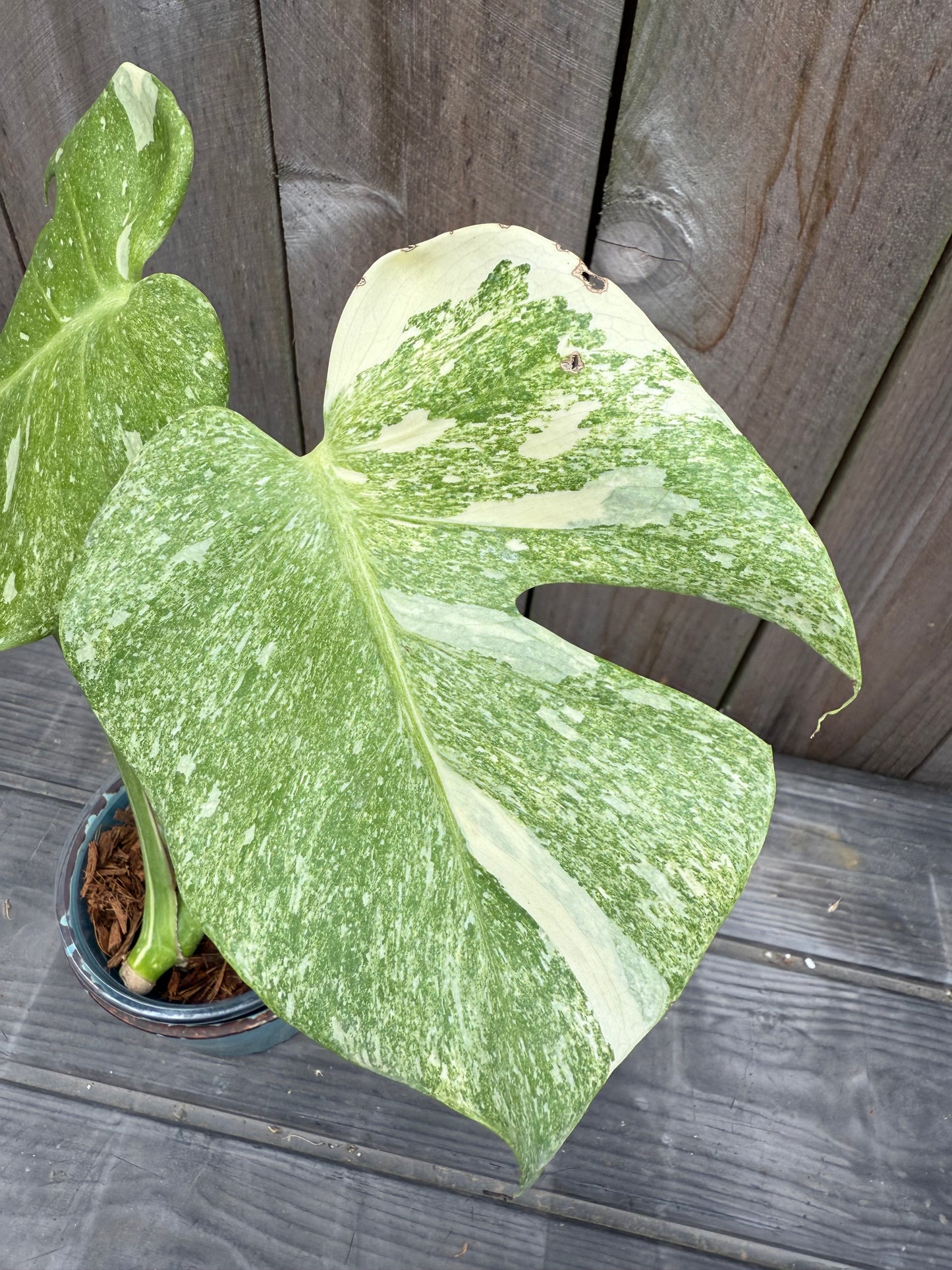 Monstera Thai Constellation ‘Platinum’