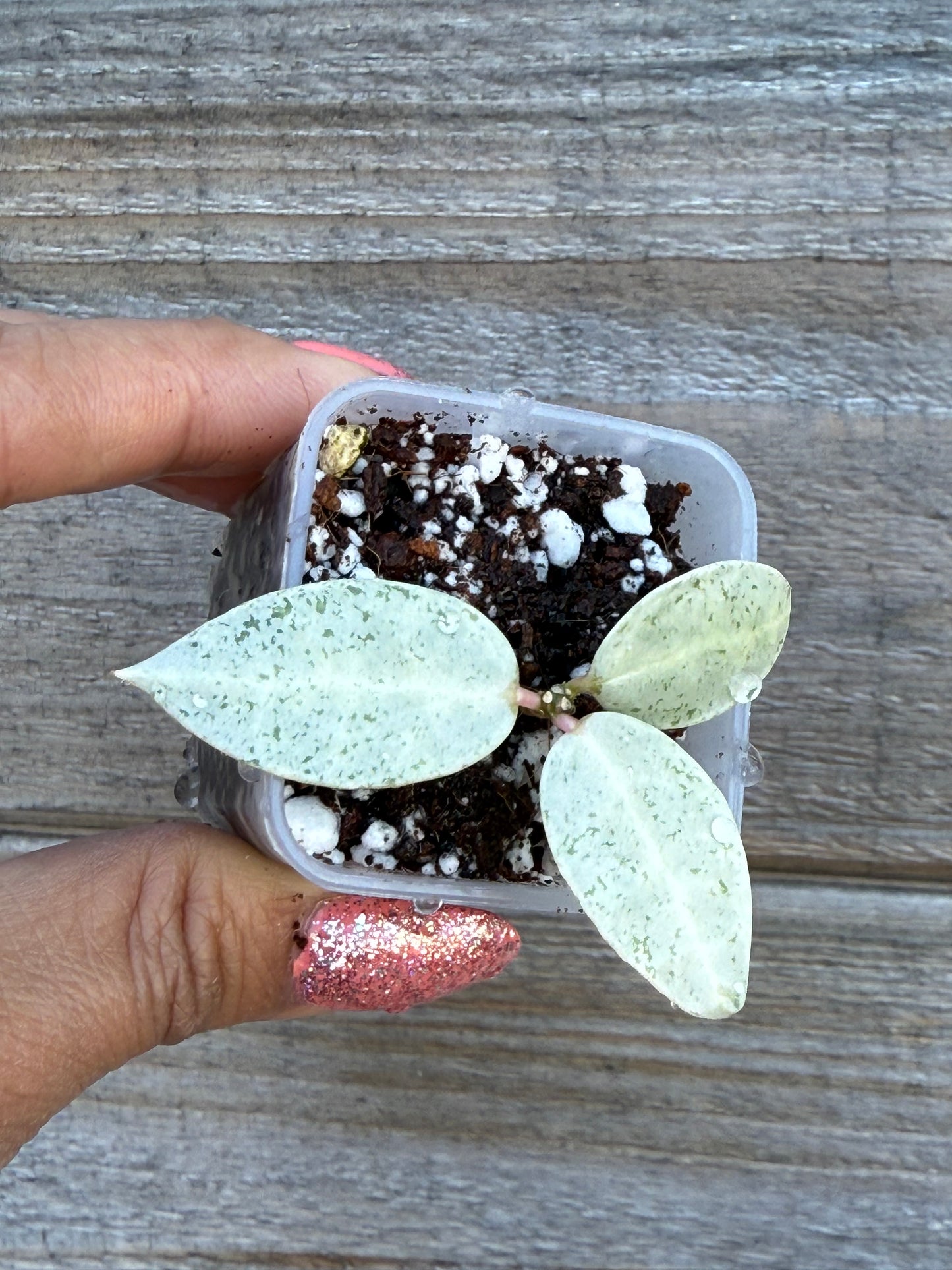 Hoya Winter Pandora