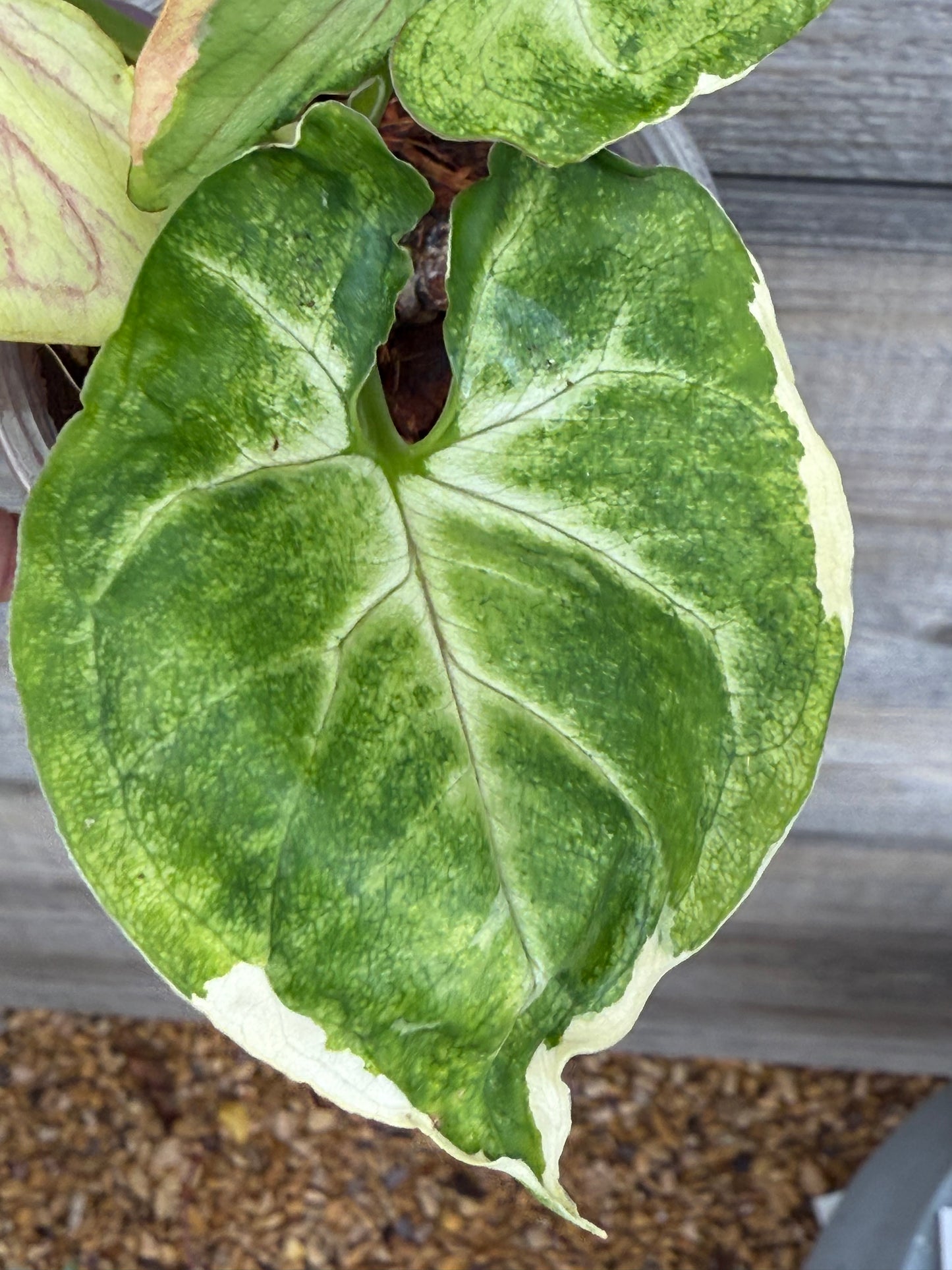 Syngonium Orm Thong/ Mango Allusion Variegated