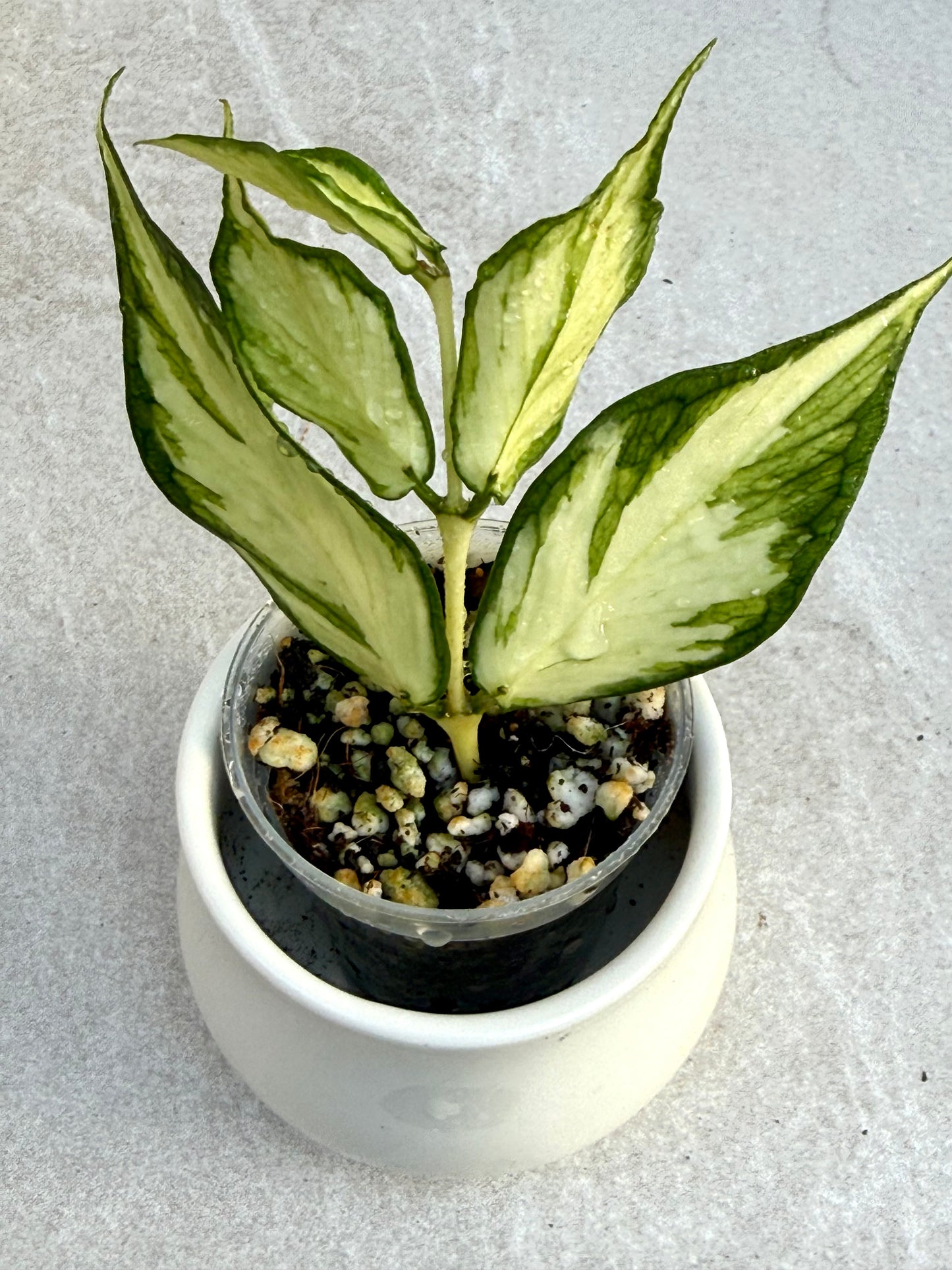 Hoya Polyneura Inner variegated