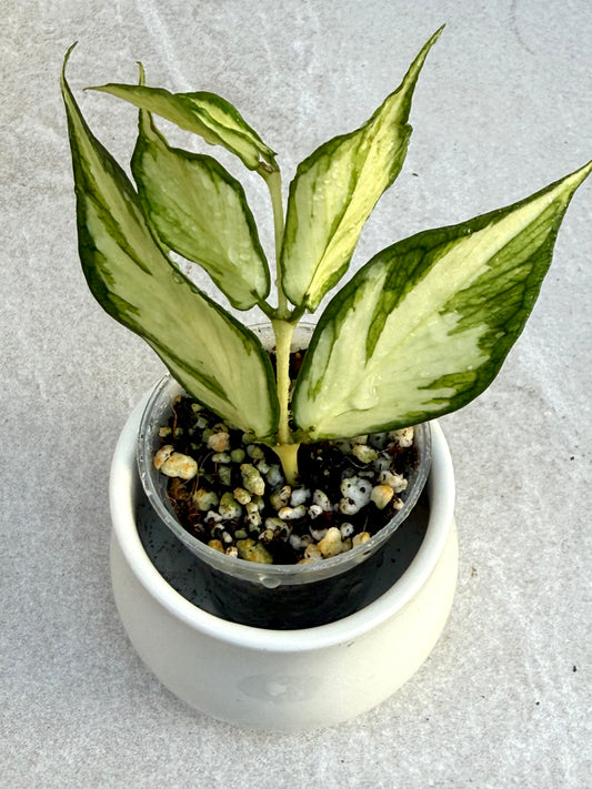 Hoya Polyneura Inner variegated