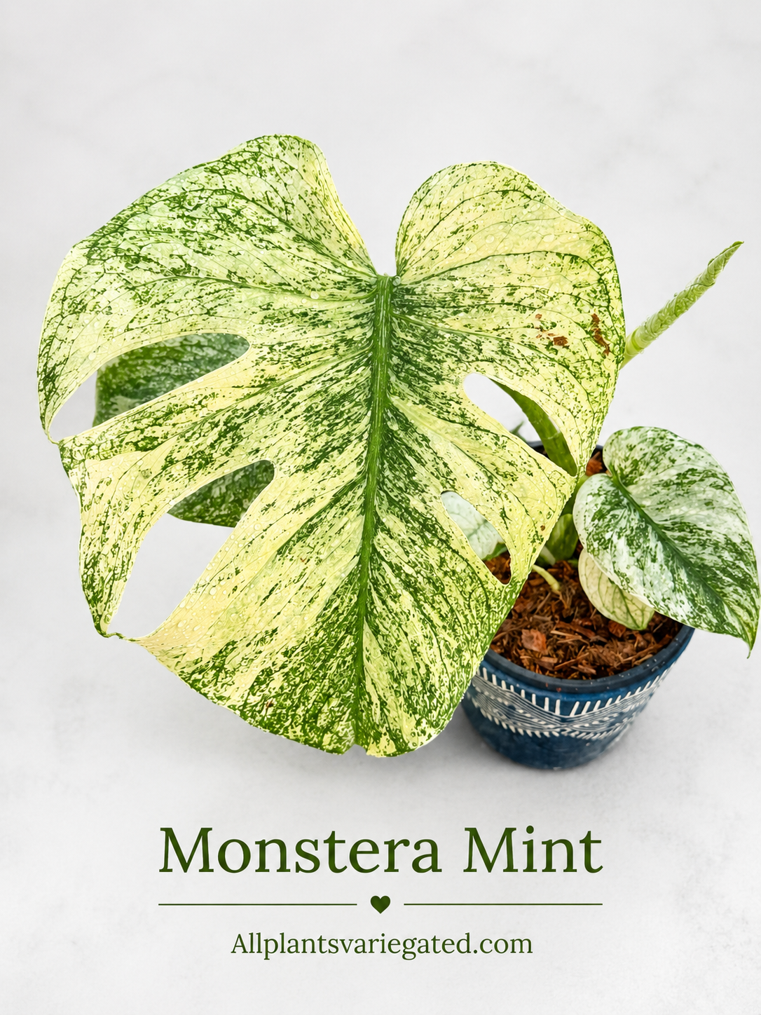 Monstera Mint Variegated | Rooted Variegated Monstera