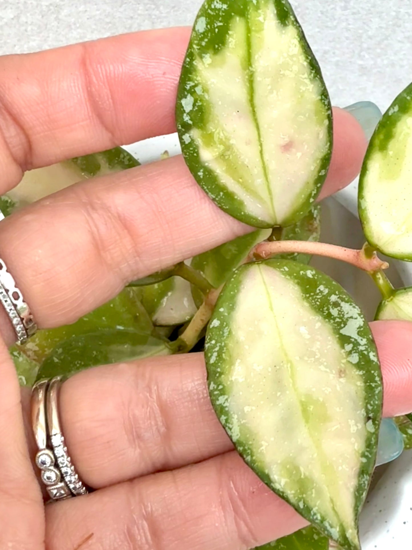 Hoya Nabawanensis variegated unrooted cutting (1 node, 2 leaves - grower’s choice