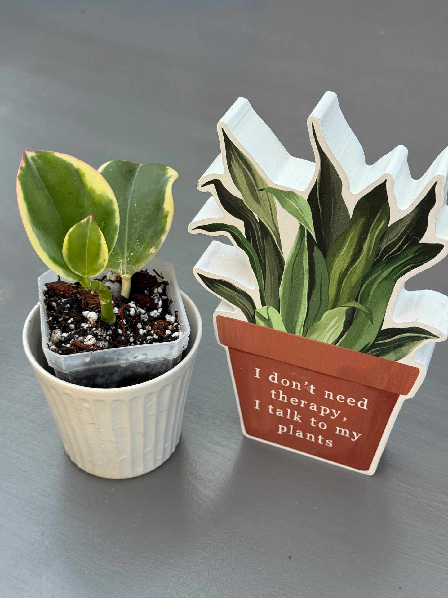 Hoya Pachyclada Variegated