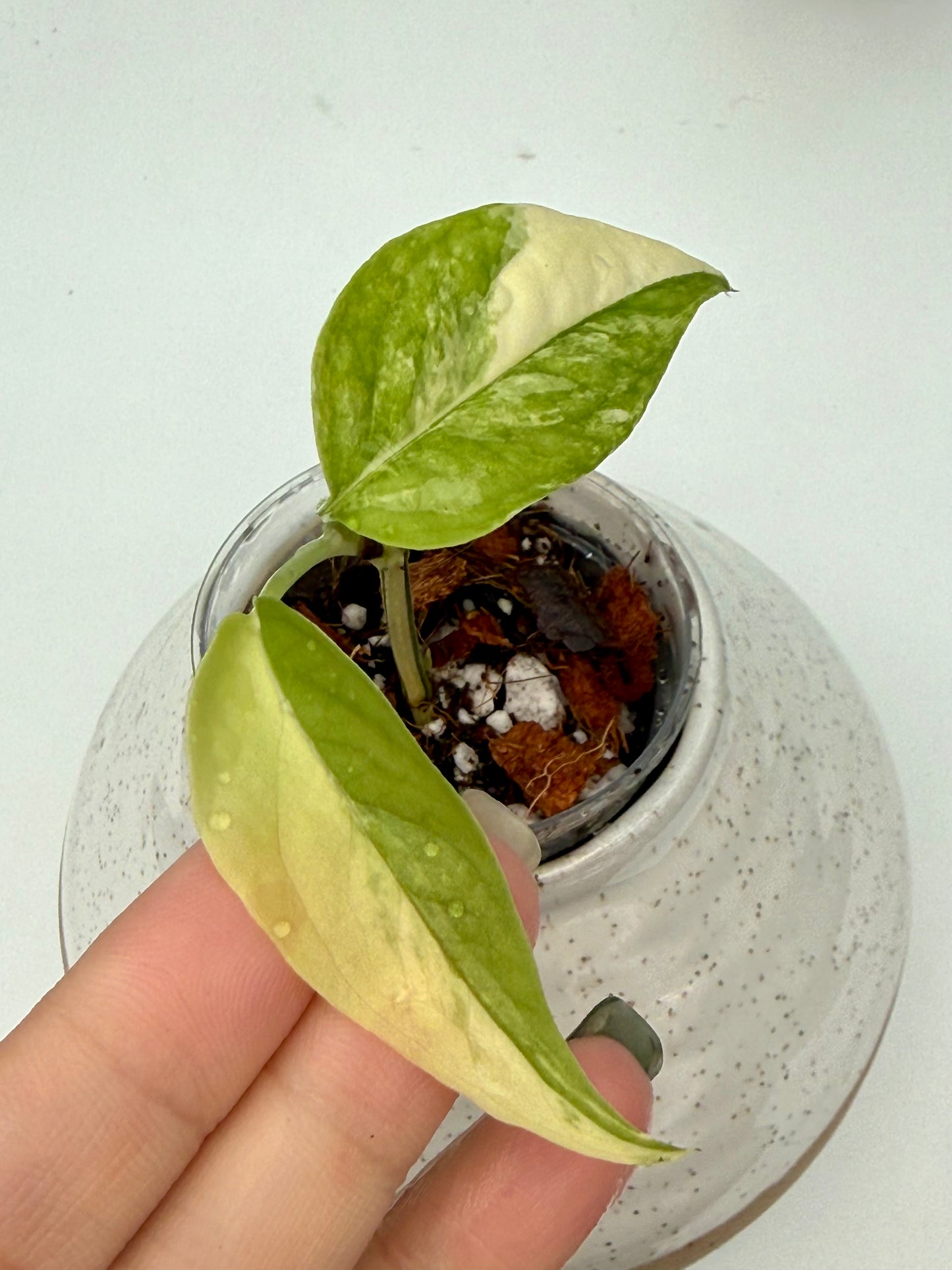 Epipremnum Cebu Blue Aurea