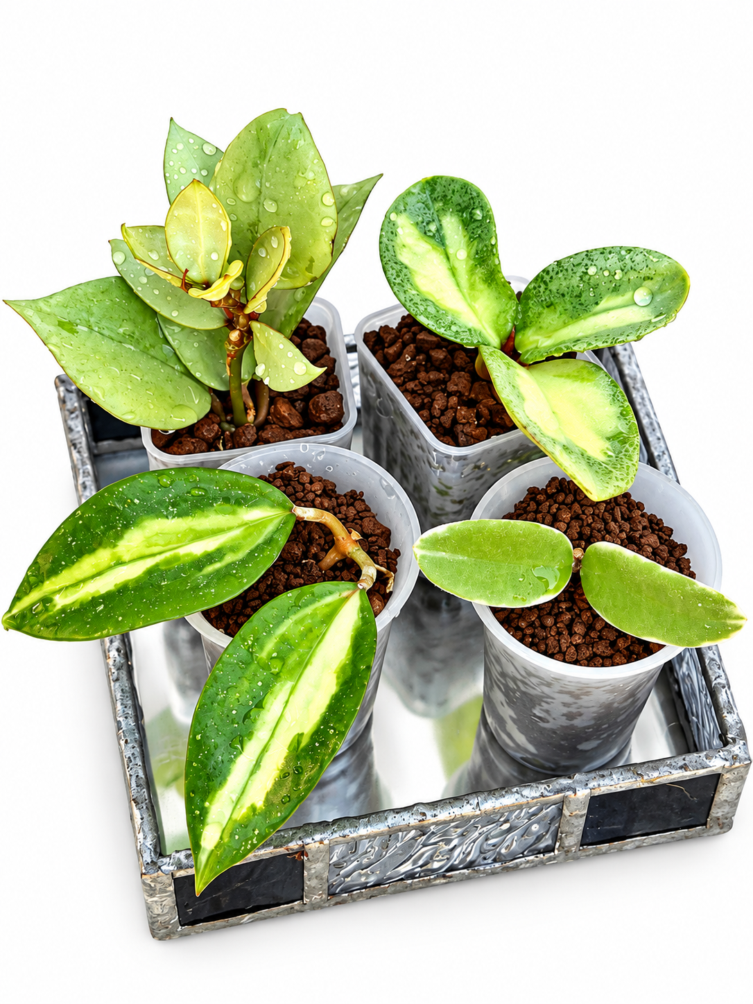 Rare Variegated Hoya 4-Plant Combo – Kirana Silver, Nganjuk Inner Variegated, Lyi ‘Prism’ & Argentea Princess | Rooted Plants