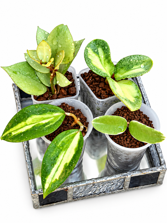 Rare Variegated Hoya 4-Plant Combo – Kirana Silver, Nganjuk Inner Variegated, Lyi ‘Prism’ & Argentea Princess | Rooted Plants