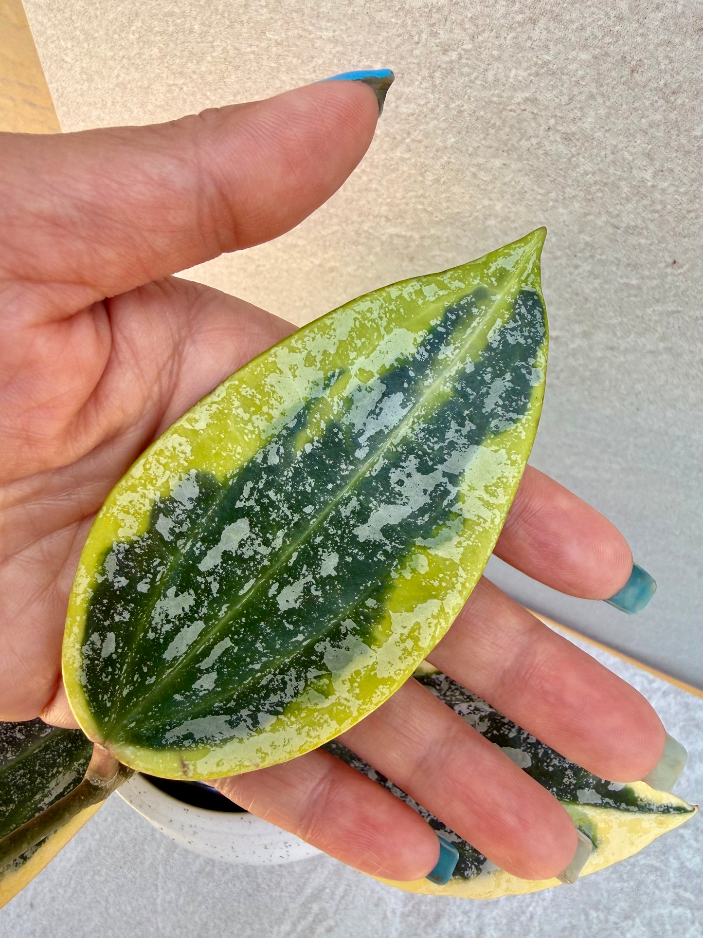 Hoya Rangsan Albo unrooted cutting - Grower’s choice