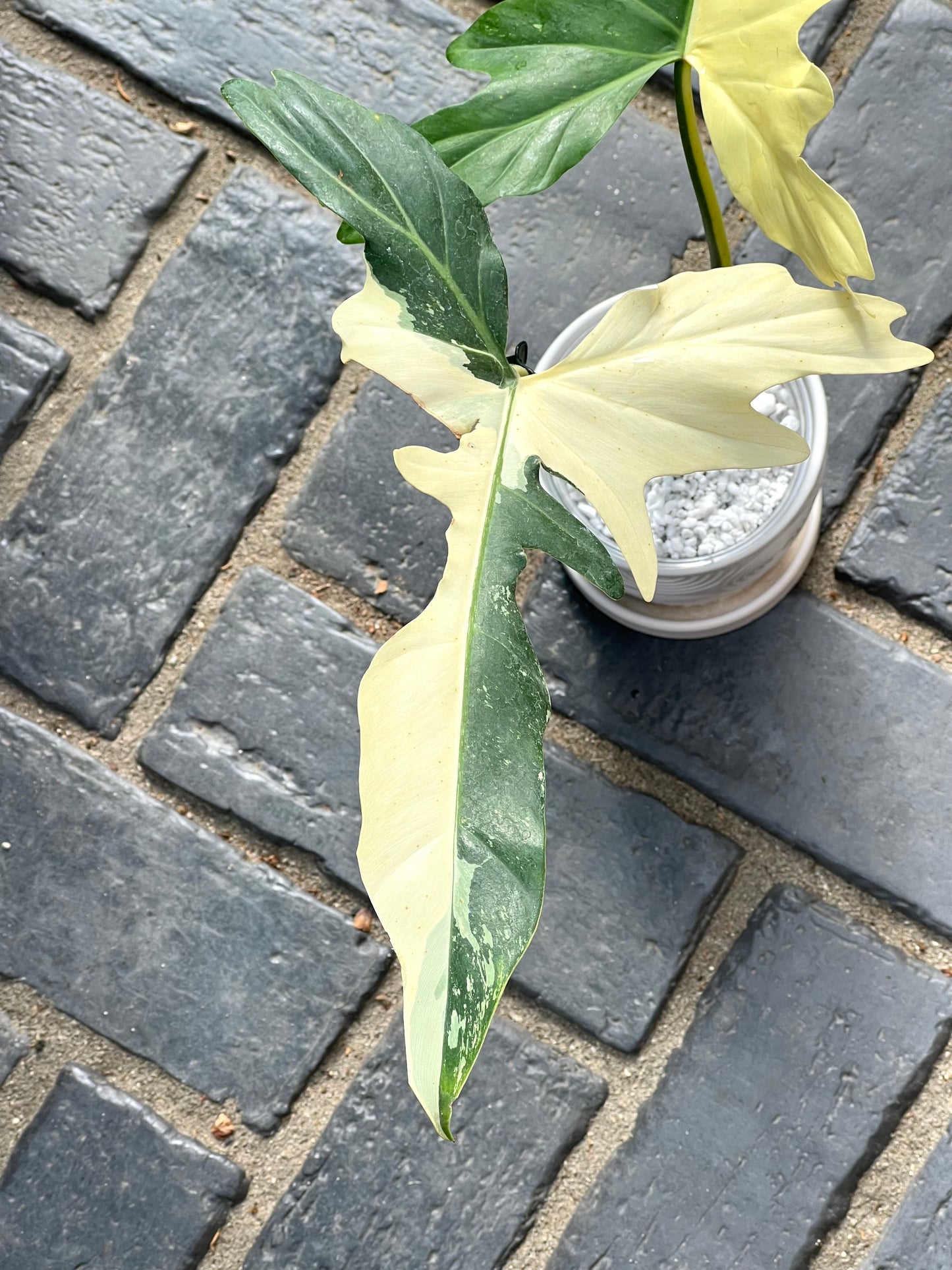 Philodendron Golden Dragon Variegated