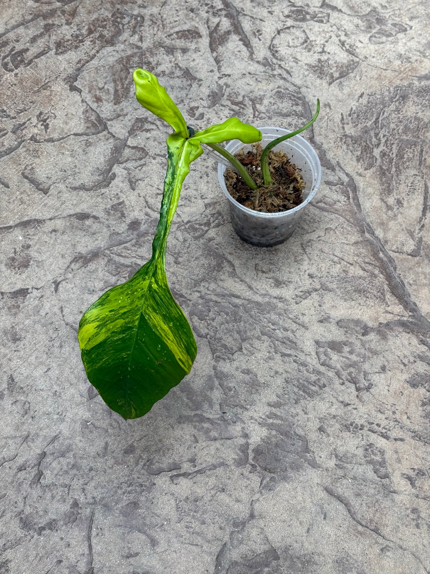 Philodendron Joepii Variegated