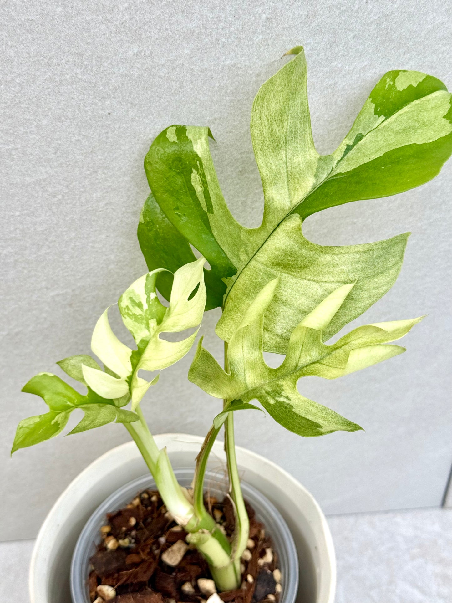 Rhaphidophora Tetrasperma Variegated