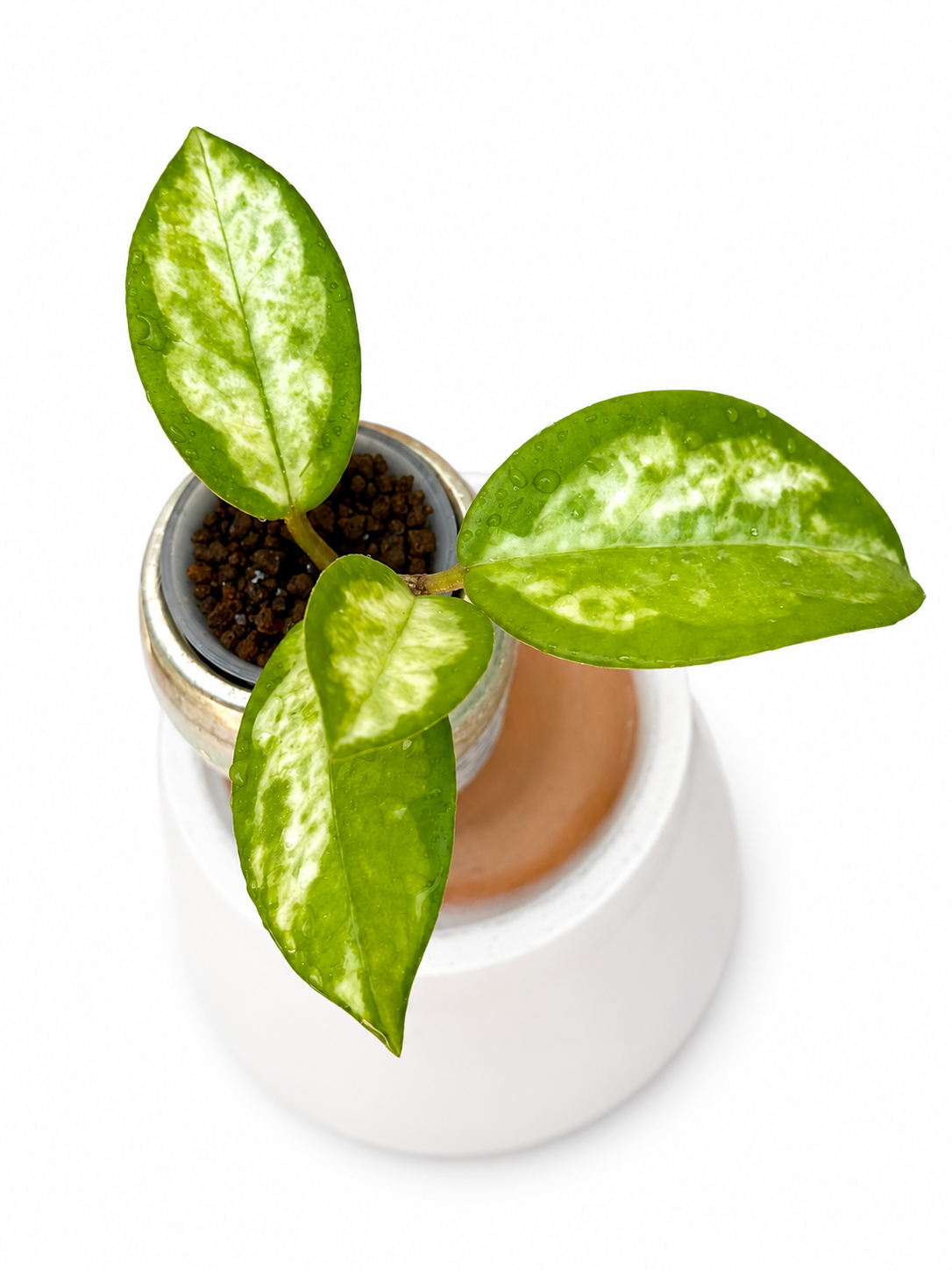 Hoya Madara Green Edge