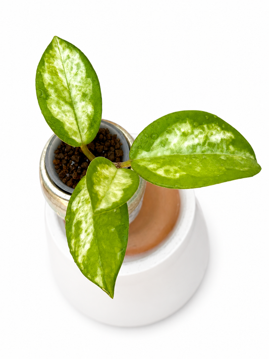 Hoya Madara Green Edge