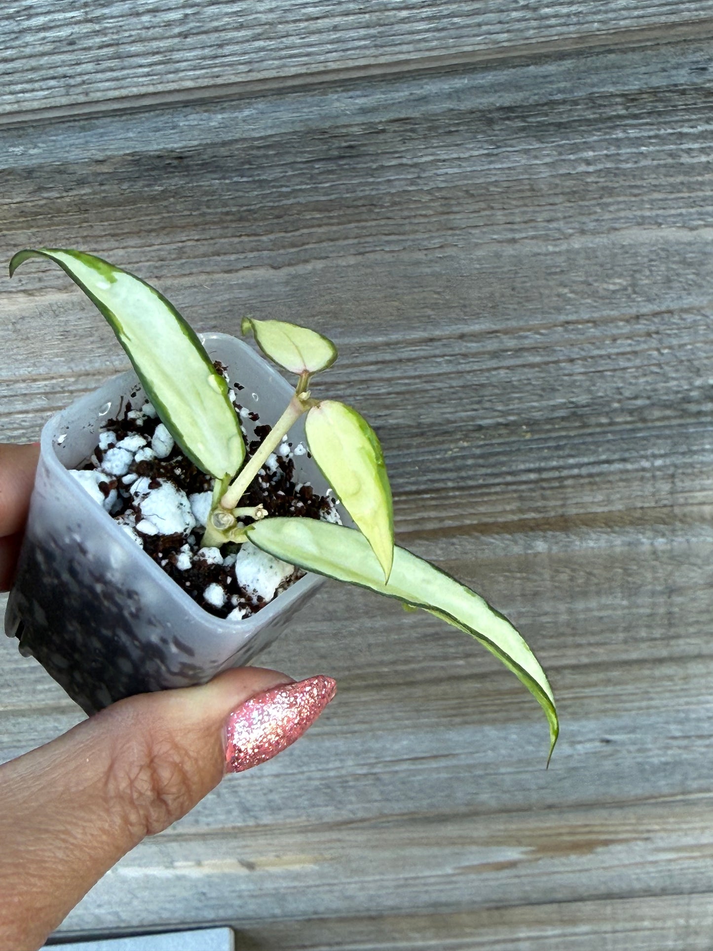 RARE Hoya Burmanica Variegated