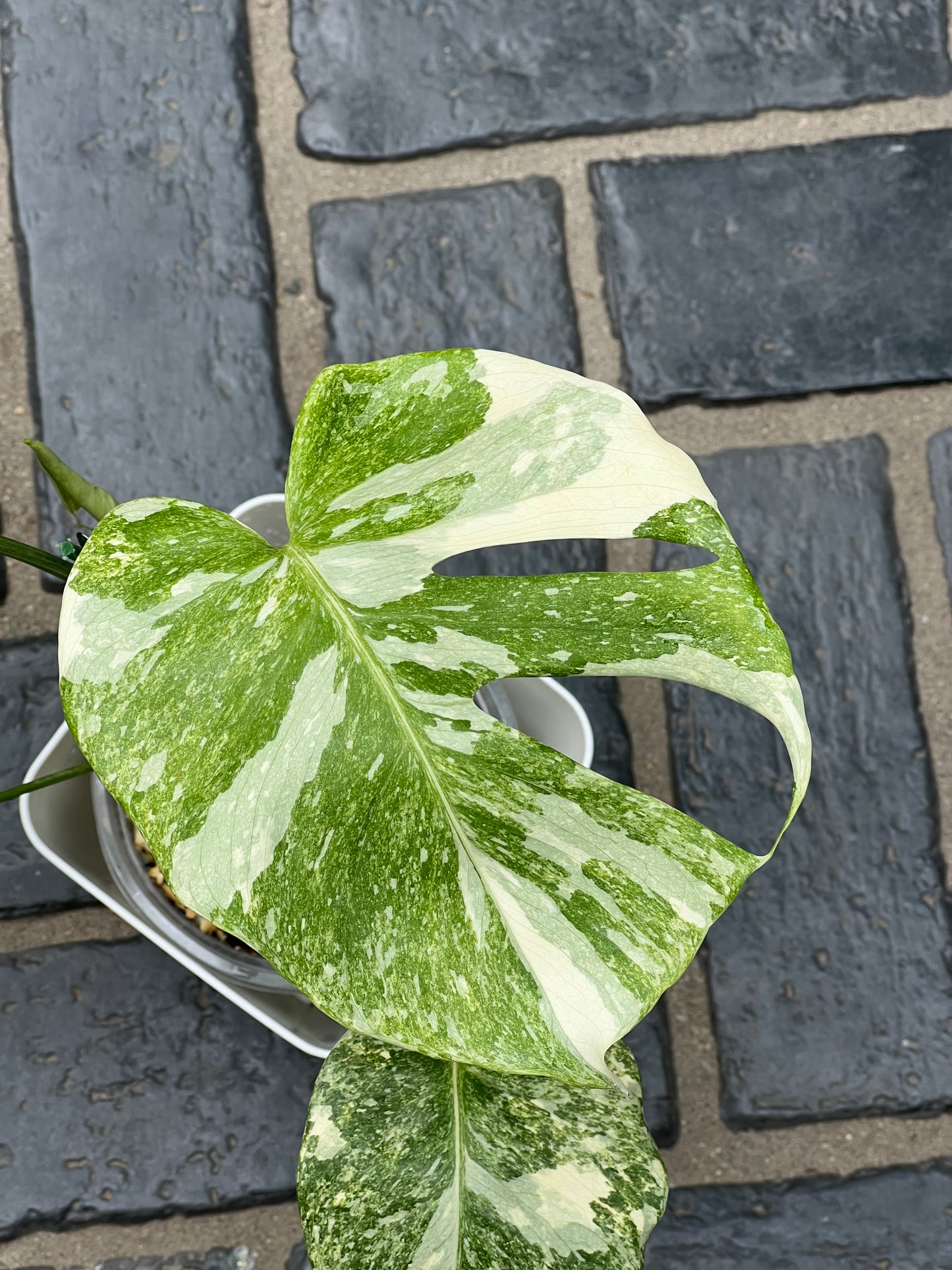 Monstera Thai Constellation ‘Platinum’