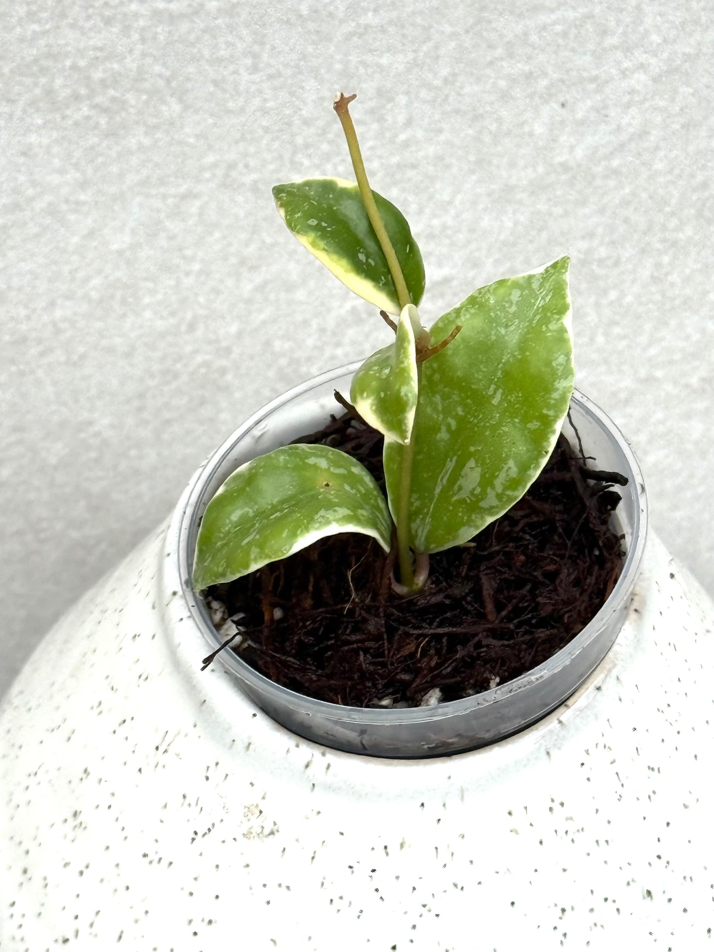 RARE Hoya Lacunosa Princess Lumina