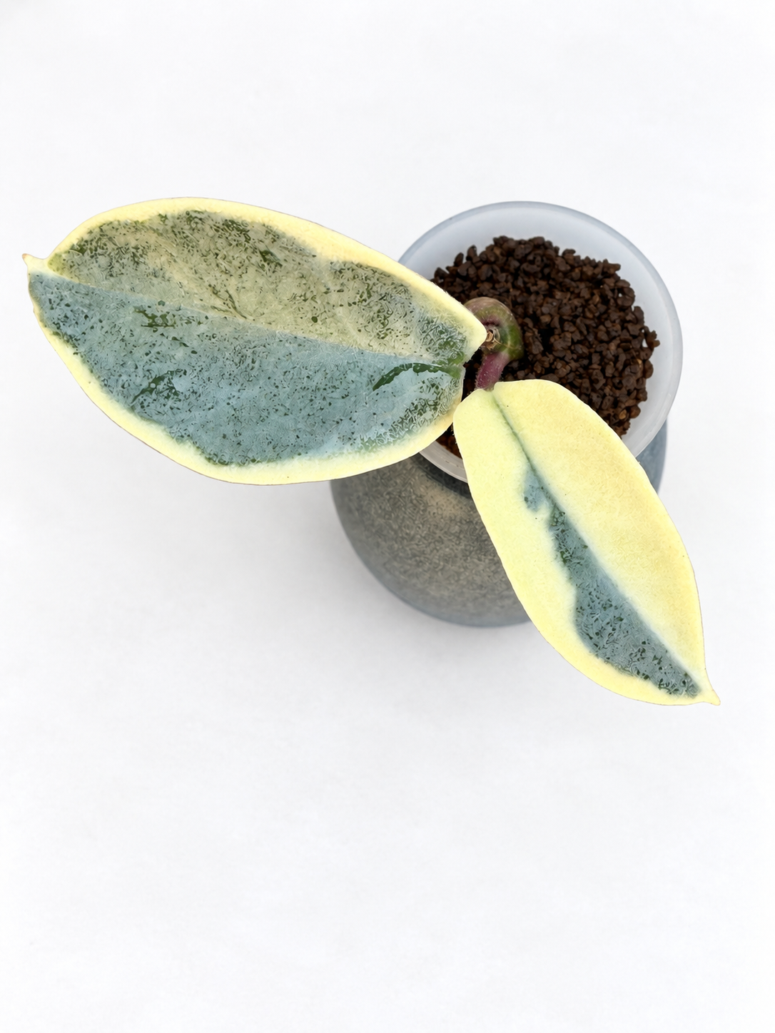 Rare Hoya Rooted Combo – Argentea Picta & Madara Snow Angel