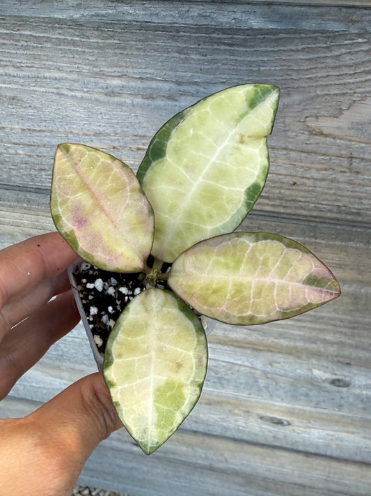 RARE Hoya Elliptica Variegated